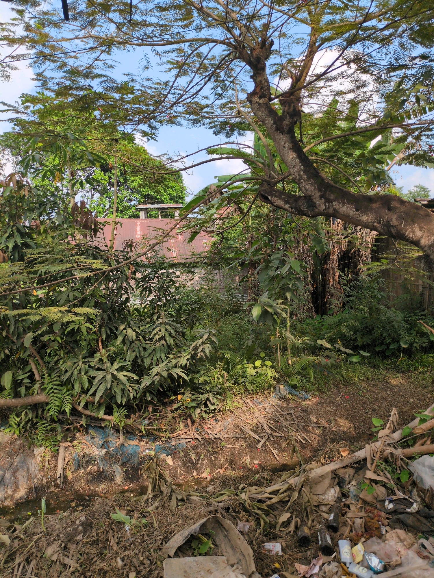 A ground-level outdoor shot captures a scene in Kanchanpur, India, featuring dense tropical vegetation, a dilapidated structure, and a significant amount of litter. The foreground is dominated by a muddy, debris-strewn area with scattered plastic bottles, bags, and other refuse. A small, stagnant body of water is visible. Behind this, lush green foliage, including large-leafed plants and ferns, creates a dense wall of vegetation. A prominent tree with a thick, gnarled trunk and spreading branches arches over the scene. In the background, a rusty, corrugated metal roof of a building is partially visible through the leaves, suggesting a residential or storage structure. The sky above is partly cloudy, with sunlight filtering through the leaves.