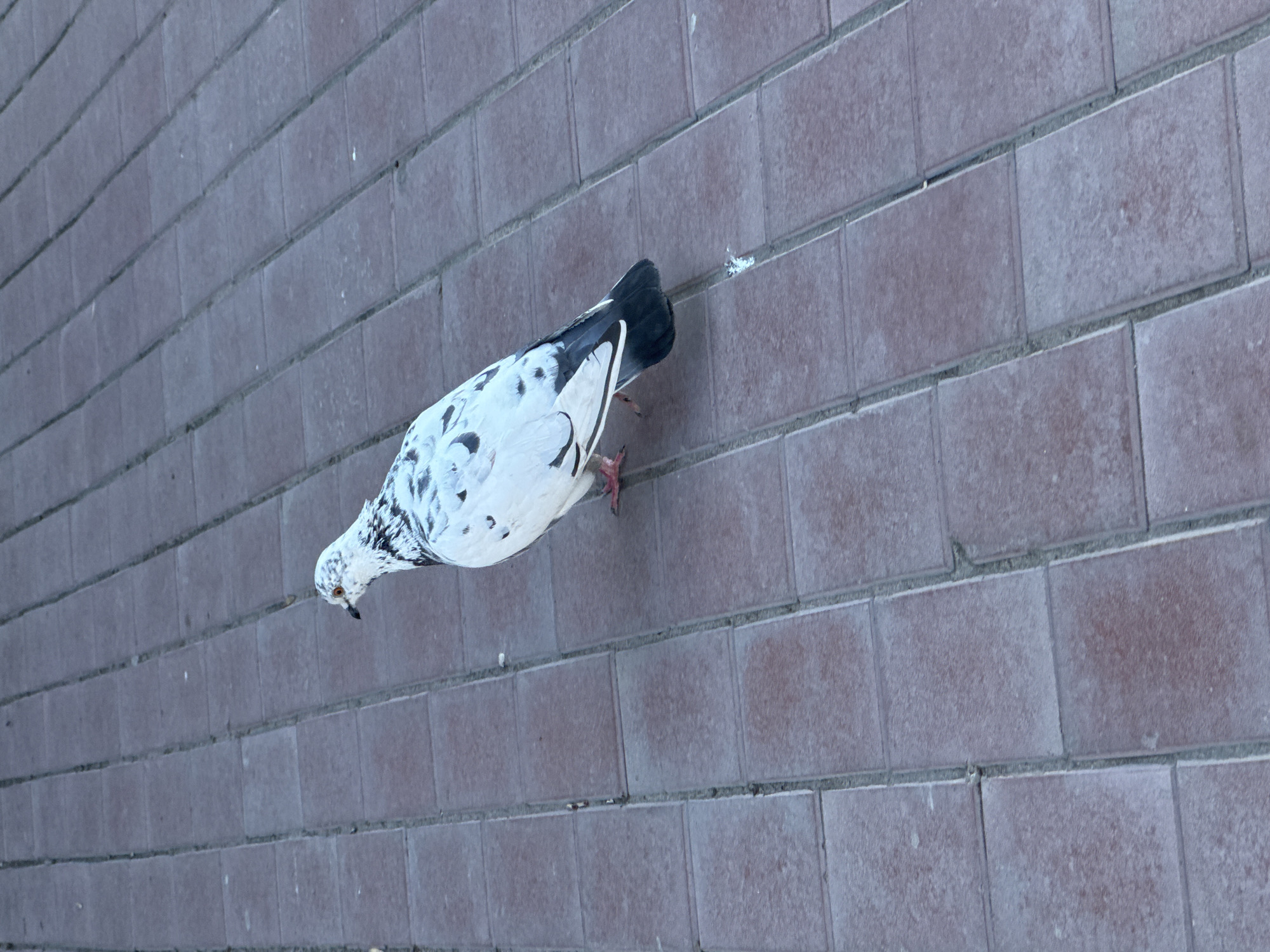 A white pigeon with black markings stands on a brick walkway. The pigeon has its head tilted downwards, as if pecking at the ground. The brick walkway is made of rectangular bricks of a purplish-gray color.