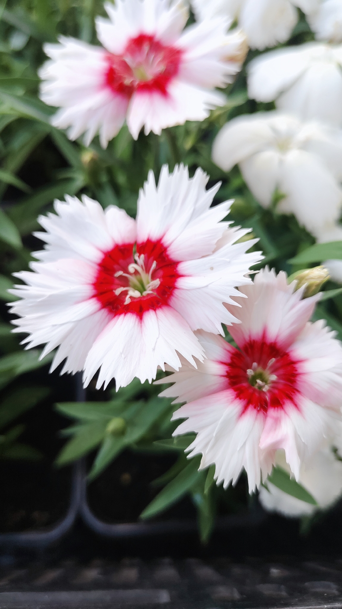 The image shows a close-up of several white and red flowers with fringed petals, likely Sweet William (Dianthus barbatus), with green foliage in the background. The flowers appear to be in a garden or cultivated setting, possibly in a pot or flowerbed. No location information is evident from the image.