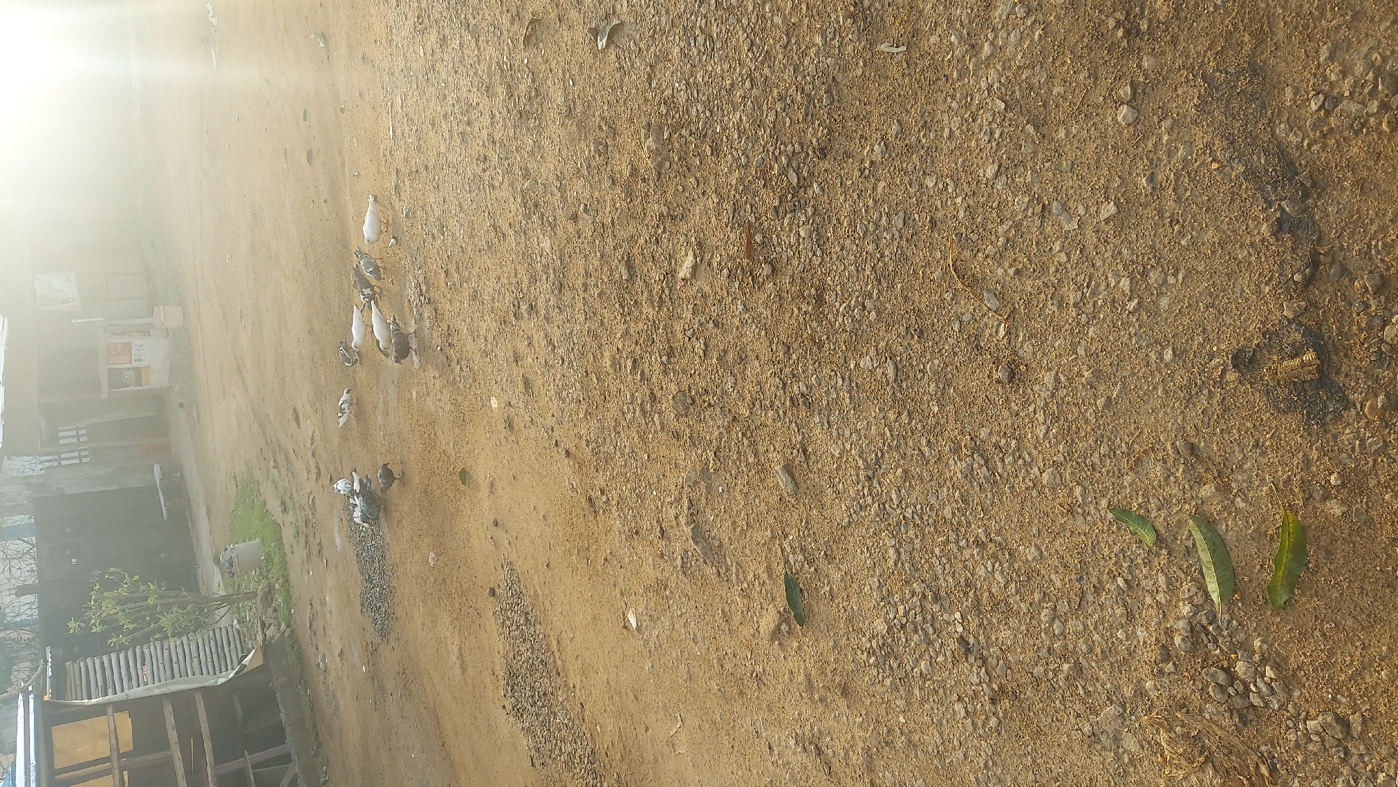 An outdoor scene in Abuja, Nigeria, features a dirt and gravel ground with several pigeons foraging. In the background, a wooden structure with a corrugated metal roof is visible, alongside what appears to be a small kiosk with signage. The sunlight is strong, creating a bright, hazy effect with lens flare in the upper right corner. The ground is uneven, with patches of loose gravel and damp earth. A few green leaves are scattered on the ground.