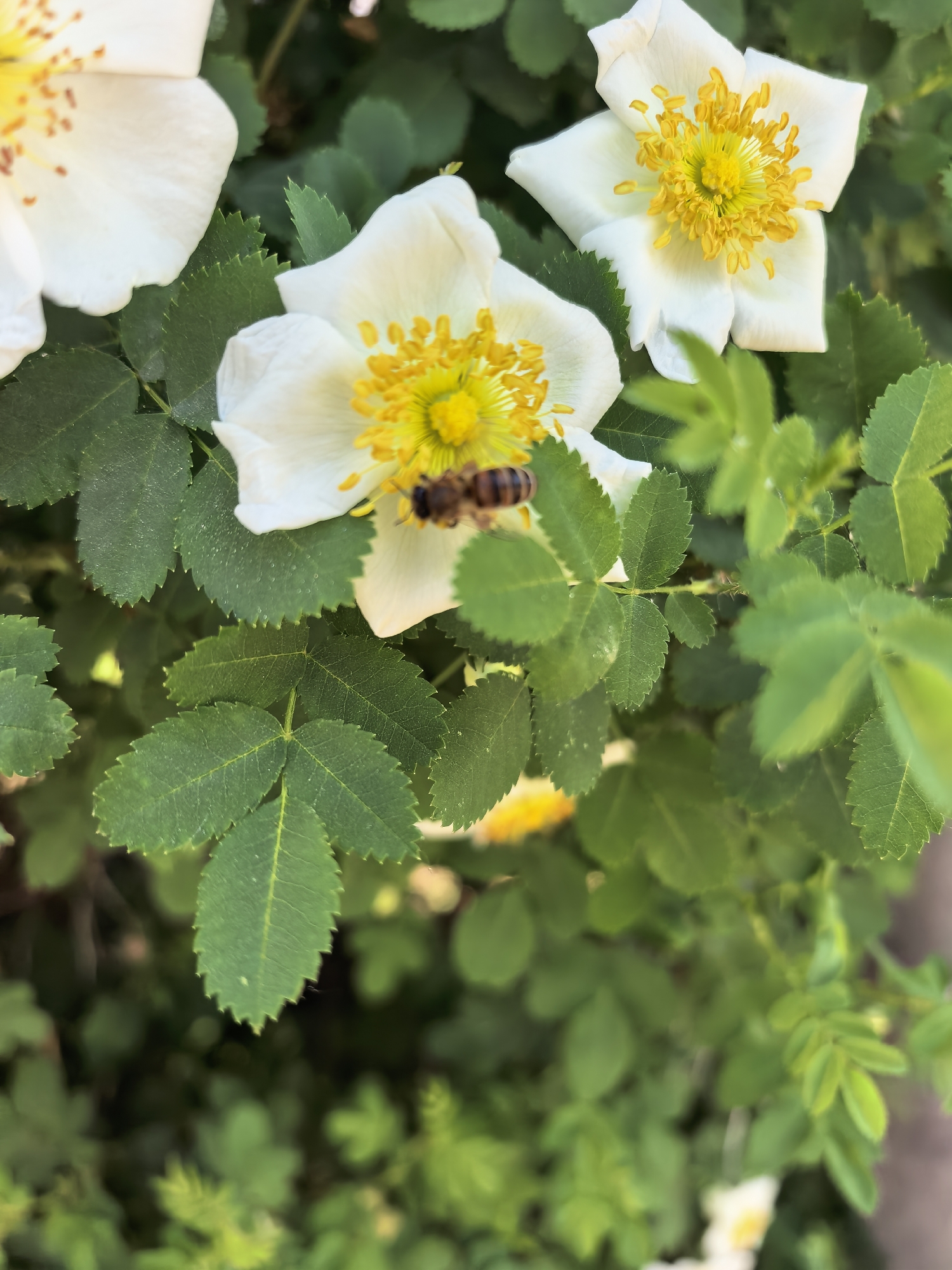 A close-up captures a scene featuring white flowers with prominent yellow centers, likely blooming in Sterlitamak, Russia, although this is not directly verifiable from the image. A bee is positioned on one of the flowers. The flowers are surrounded by green foliage with serrated edges. The background is a mix of foliage and indistinct elements.