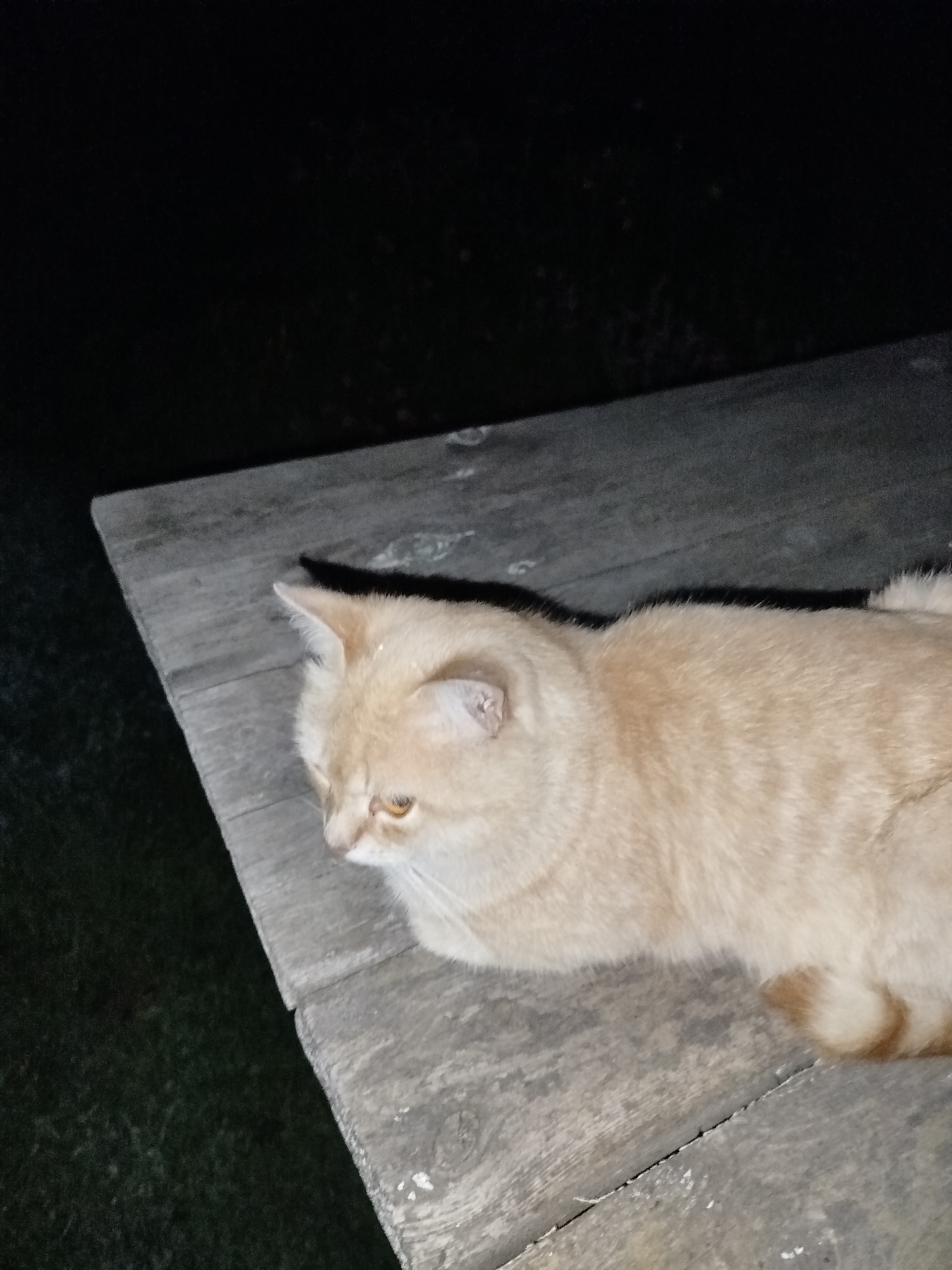 An overhead shot captured at night shows a short-haired, cream or light ginger-colored cat lying on a weathered wooden surface. The cat is positioned diagonally across the frame, with its head turned to the left, gazing intently out of view. Its eyes are amber, reflecting a hint of light. A small light-colored speck is visible on its forehead between its ears.
The wooden surface appears to be a rustic table or bench, composed of wide, greyish planks with visible grain, cracks, and some lighter scuff marks or debris. The planks show signs of wear and age. A distinct, elongated shadow from the cat is cast behind it onto the wood, indicating a direct light source, likely a camera flash.
The background is predominantly dark, suggesting an outdoor nighttime setting. A patch of dimly lit, dark green ground or grass is visible in the lower-left corner of the image, contrasting with the wooden surface. The overall impression is one of quiet observation by the cat in the darkness.
There are no people or visible text in the image. The location context is Unknown, Unknown.