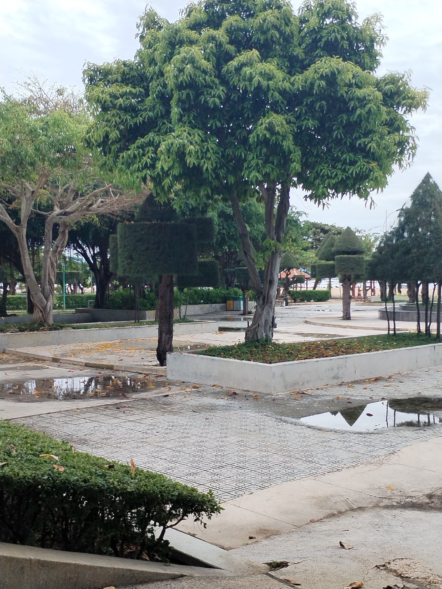 The image shows an outdoor scene in Nha Trang Ward, Vietnam. It appears to be a park or public space with multiple trees, including some with trimmed foliage in boxy and conical shapes. The ground is paved with patterned tiles, and there are puddles of water reflecting the surrounding trees. There are also concrete planters and some scattered yellow leaves on the ground. The lighting suggests an overcast day. A low green bush is in the foreground. No people are visible.