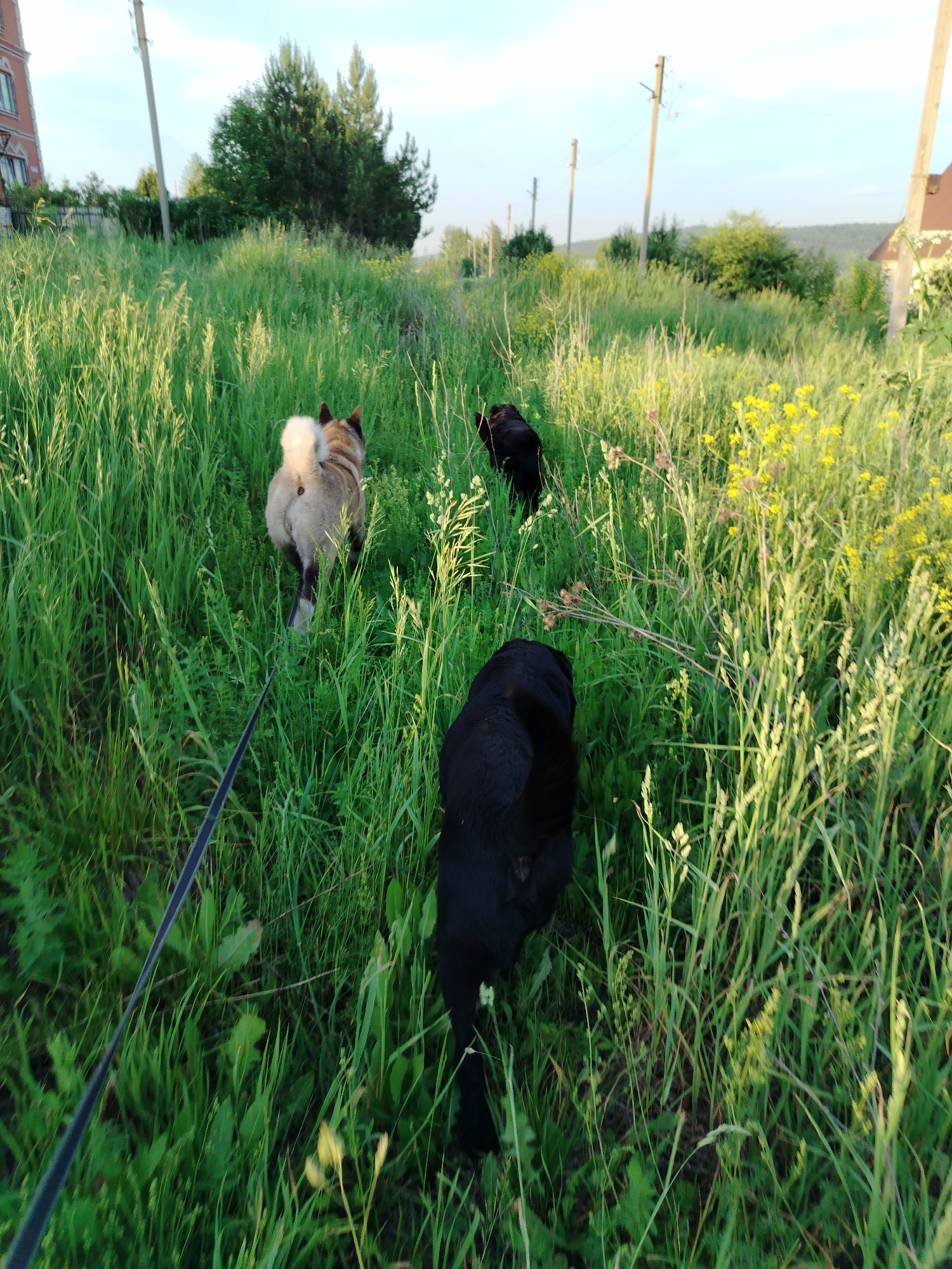 The image depicts a group of three dogs walking through tall grass and vegetation in a rural outdoor setting, possibly on the outskirts of the city of Rassvet, Russia. The first dog, a medium-sized Akita-like breed with tan and white fur, is walking away from the camera, its tail curled over its back. Attached to the dog is a dark leash, visible in the foreground. Following behind are two black dogs, one larger and closer to the camera, and another further ahead and to the left. The environment is characterized by lush green grass, some flowering yellow plants, and scattered trees in the background. Utility poles with wires are also visible along what appears to be a road or path to the left and right. A building, possibly a house with a reddish-brown roof, is partially visible on the right side of the frame, and another building is present on the far left. The sky is clear and blue with some hints of clouds, suggesting it is either morning or late afternoon. The overall scene conveys a sense of a leisurely walk in a natural environment.
