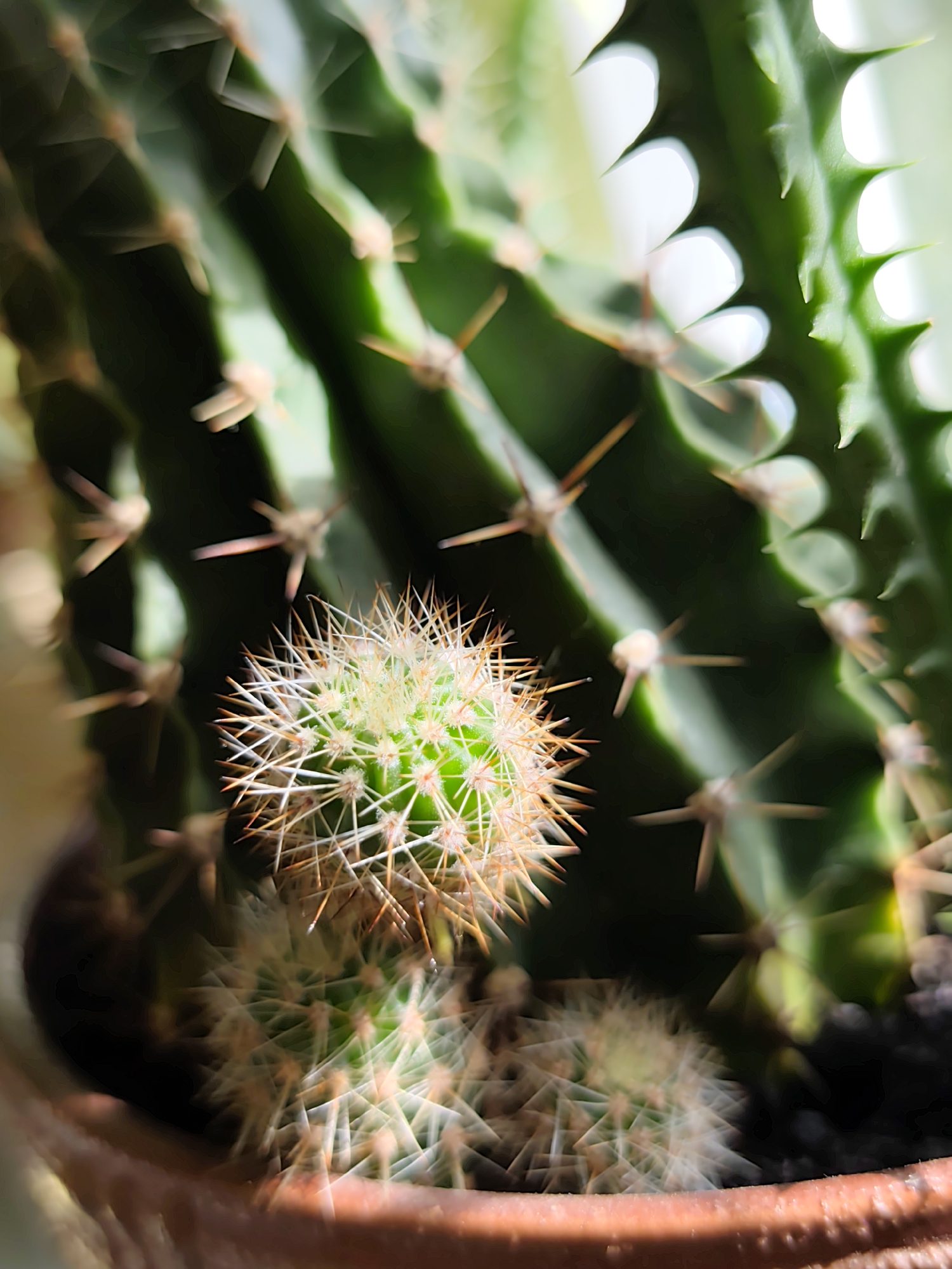 This is a close-up, macro photograph of a potted cactus plant. The main subject is a small, round cactus covered in sharp, yellowish-white spines, positioned in the foreground and slightly to the left of center. Behind it, and slightly out of focus, are the larger, ribbed green stems of another cactus, with more prominent, sharper spines along its ridges. The background is softly blurred, showing the varying shades of green of the larger cactus and some bright white areas which appear to be reflections or light sources. The pot the cactus is in is visible at the bottom edge of the frame, appearing to be made of terracotta and out of focus. The overall lighting suggests a natural light source, possibly sunlight, highlighting the textures and sharp details of the spines. There are no people or animals in the image. The image is an indoor photograph. There is no information available to determine the location of this image in Minsk, Belarus.