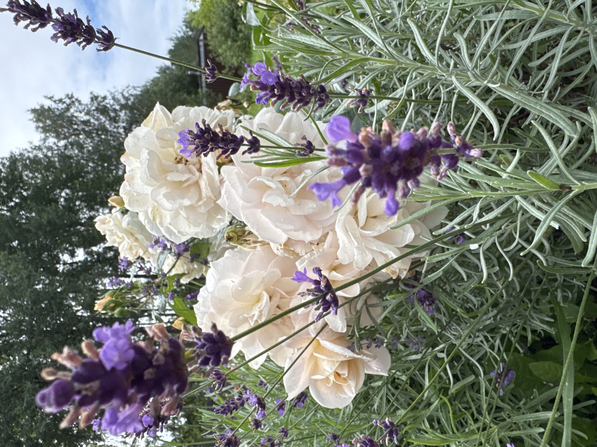 The image shows a close-up of light-colored roses and purple lavender flowers in a garden. The roses are full and layered, with some showing hints of pink. The lavender blooms are clustered on tall stalks, with many small purple flowers. The surrounding foliage is green and leafy. In the background, out-of-focus trees and a cloudy sky are visible. The scene appears to be outdoors in a natural setting, possibly a garden in Steklyannyi, Russia. There are no people or animals in the image.
