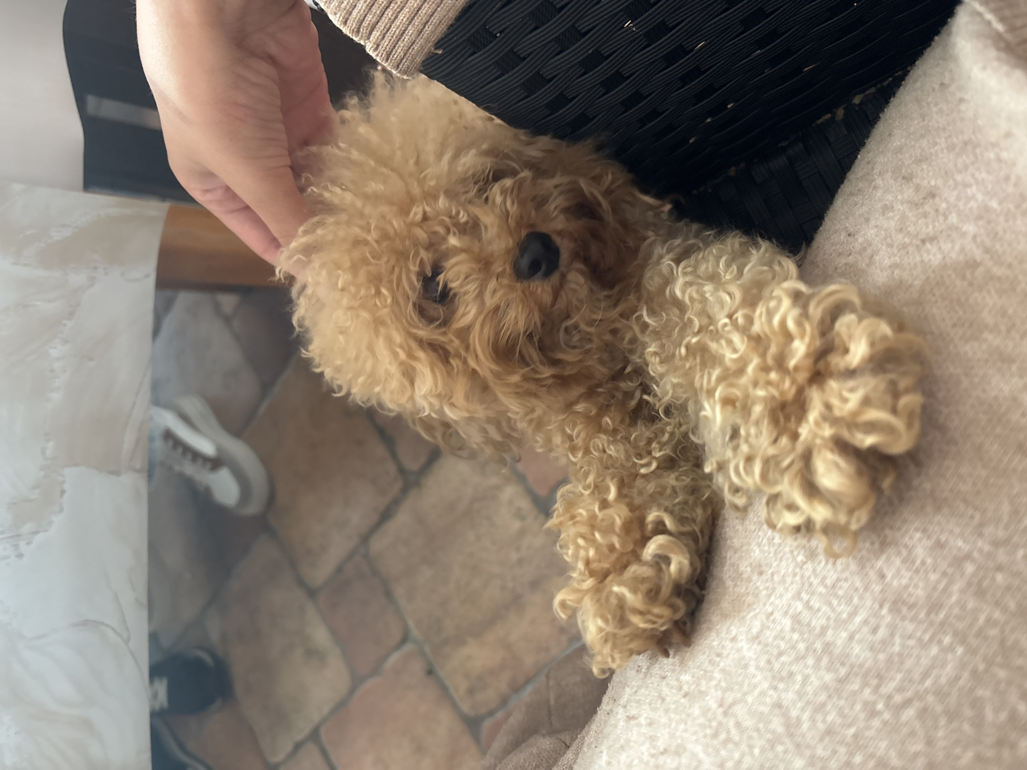 A medium-sized, curly-haired, light brown dog rests on a light beige, upholstered surface, possibly a cushion or chair. The dog appears to be a poodle mix. A hand reaches in from the top left of the frame, gently touching the dog's head. The background reveals a woven, dark-colored chair back and a tiled floor with a neutral color scheme. Shoes are visible in the lower-left portion of the image. The setting is indoors. There is no visual indication of the city of Sochi, Russia, within the image.