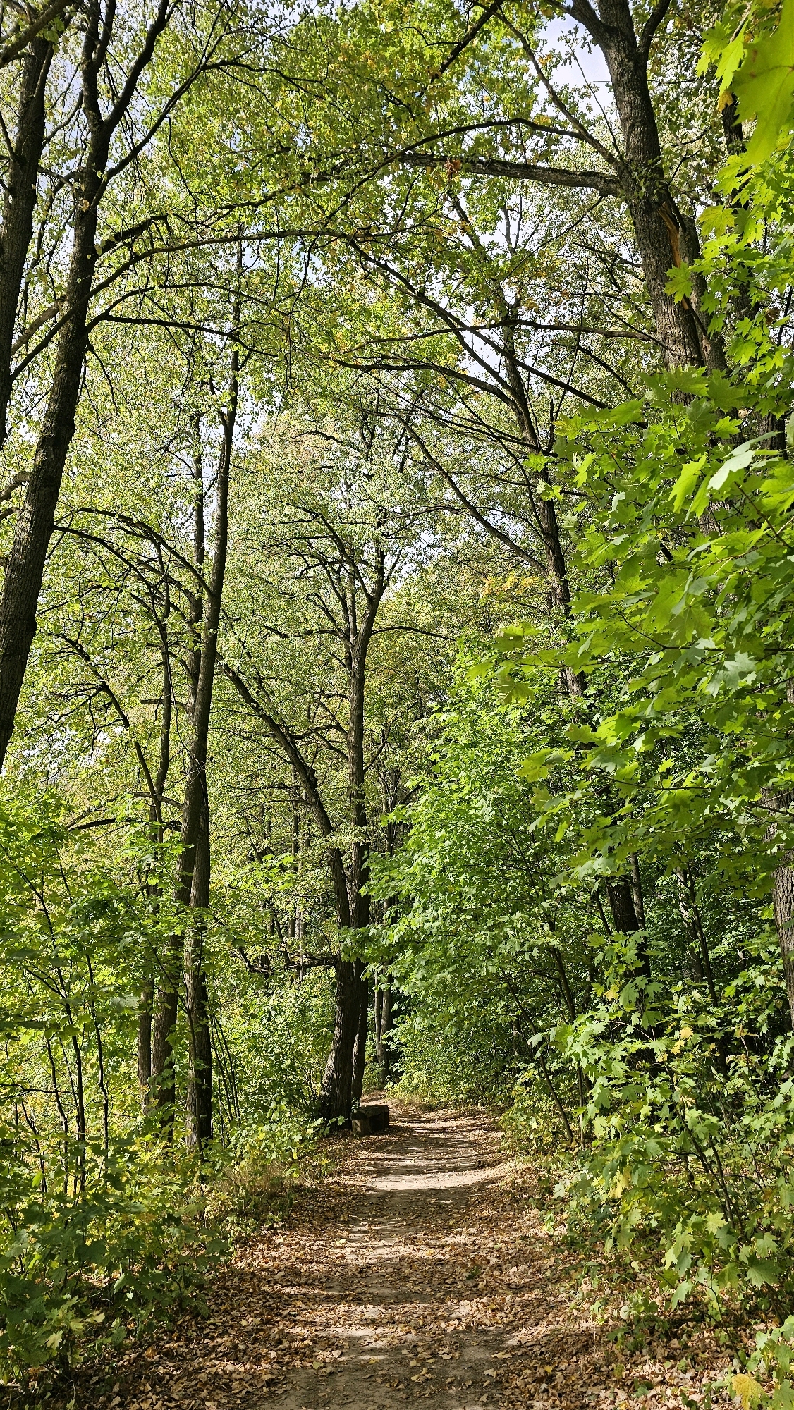 A dirt path meanders through a sun-dappled forest in Shishkino, Domodedovo, Russia. The path is covered in fallen leaves, indicating the season is likely autumn. Tall trees with dense green foliage line the path, casting shadows on the ground. The sunlight filters through the leaves, creating a dappled effect. The scene is tranquil and natural, with no people or man-made structures visible besides the path itself. The environment suggests a public park or a nature trail.