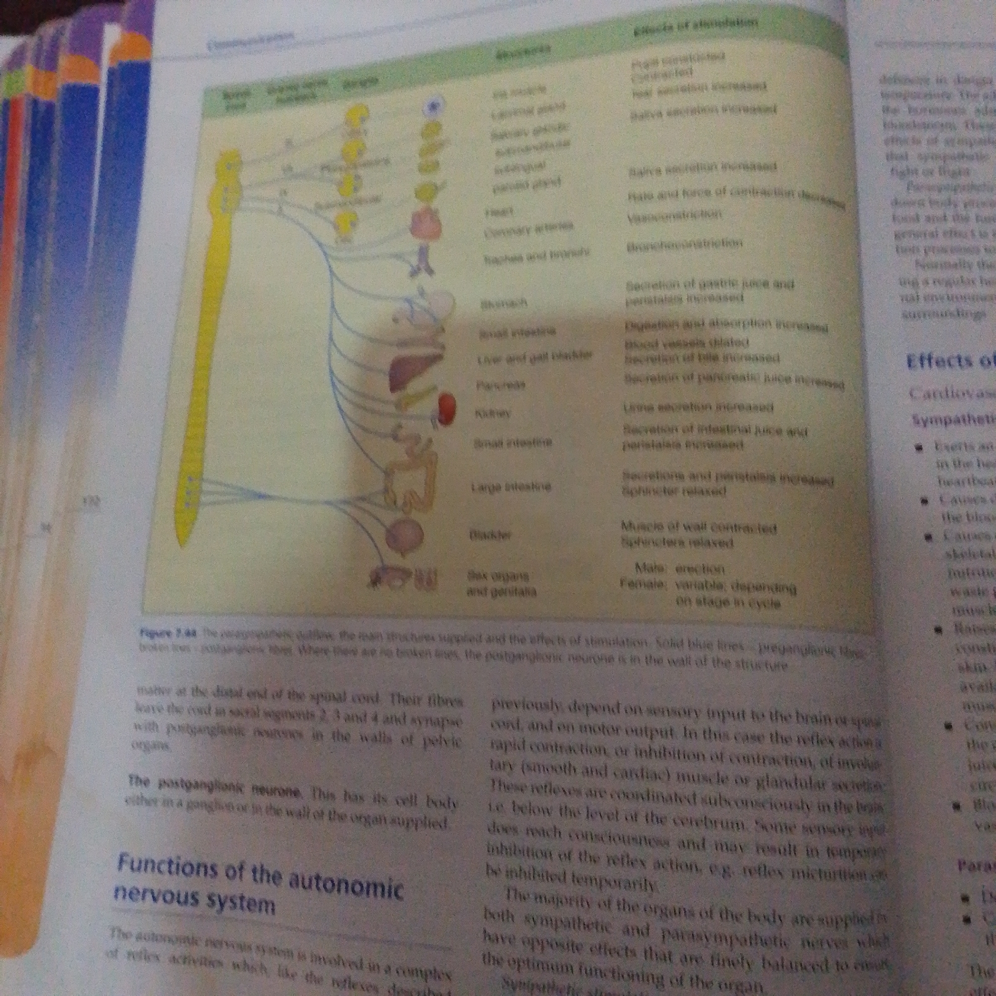 This is an image of an open textbook, displaying a diagram of the nervous system and accompanying text. The diagram illustrates the connections between the spinal cord and various organs, showing postganglionic neurons and their effects. The text discusses the functions of the autonomic nervous system, its components (sympathetic and parasympathetic nerves), and their roles in regulating bodily functions. There is no discernible time of day, weather, or emotional content visible, as the image focuses solely on the educational material. The location "Jalingo, Nigeria" is not indicated by any visual cues in the image itself and appears to be metadata provided externally.