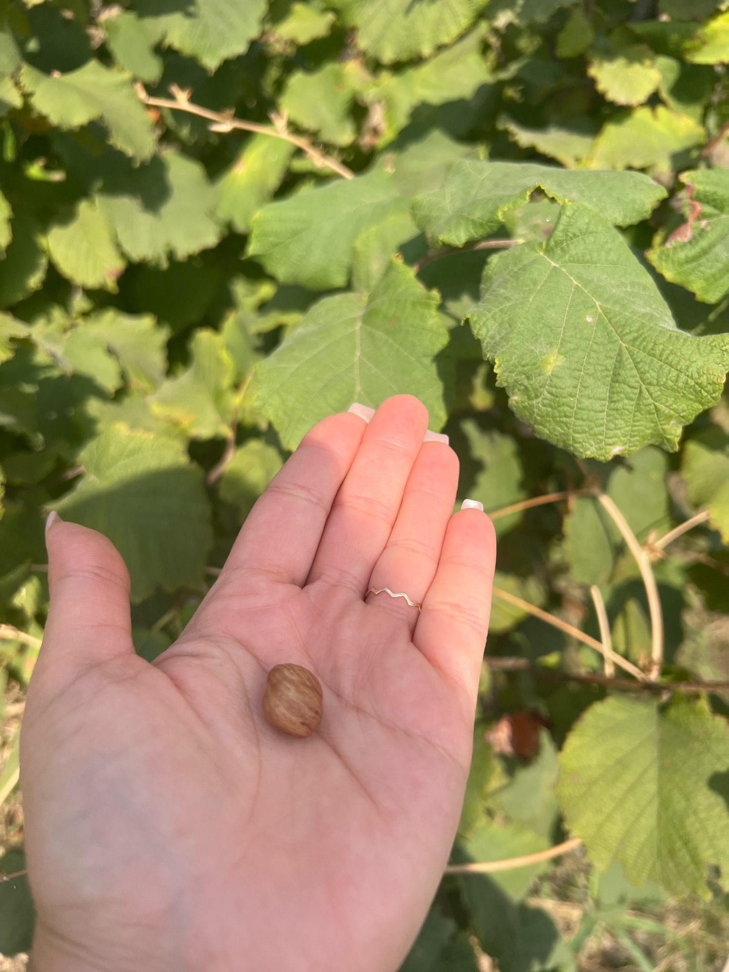 An overhead shot shows a person's open palm, which is light-skinned, holding a single, shelled hazelnut. The hazelnut is oval-shaped and light brown with distinct parallel ridges. The person is wearing a thin, wavy gold ring on their left ring finger. The palm is set against a background of blurred green leaves and thin branches, suggesting an outdoor, natural environment. Sunlight casts shadows on the leaves, indicating it is daytime. The image does not provide any specific details about the city of Langi, Azerbaijan.