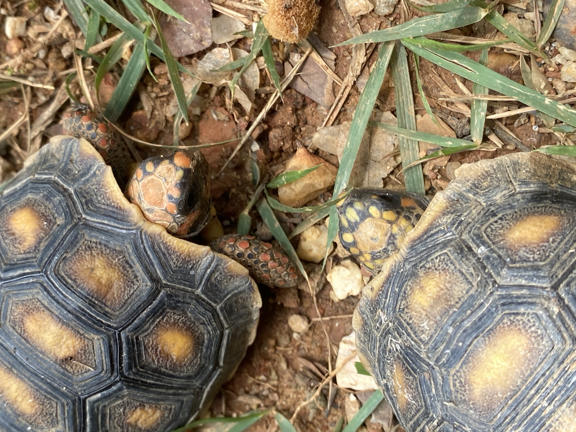 The image shows two Red-Footed Tortoises on a patch of earth with some scattered grass and small rocks. One tortoise is positioned on the left side of the image, revealing part of its shell and its head, which is patterned with orange and black markings. Another tortoise is located on the right side, also showing its shell and head, which features yellow and black coloration. The ground is mostly brown, suggesting dirt or soil, with some green grass blades intermingled. The environment appears to be outdoors, possibly a natural or semi-natural area. The photo was taken in Tinaquillo, Venezuela.