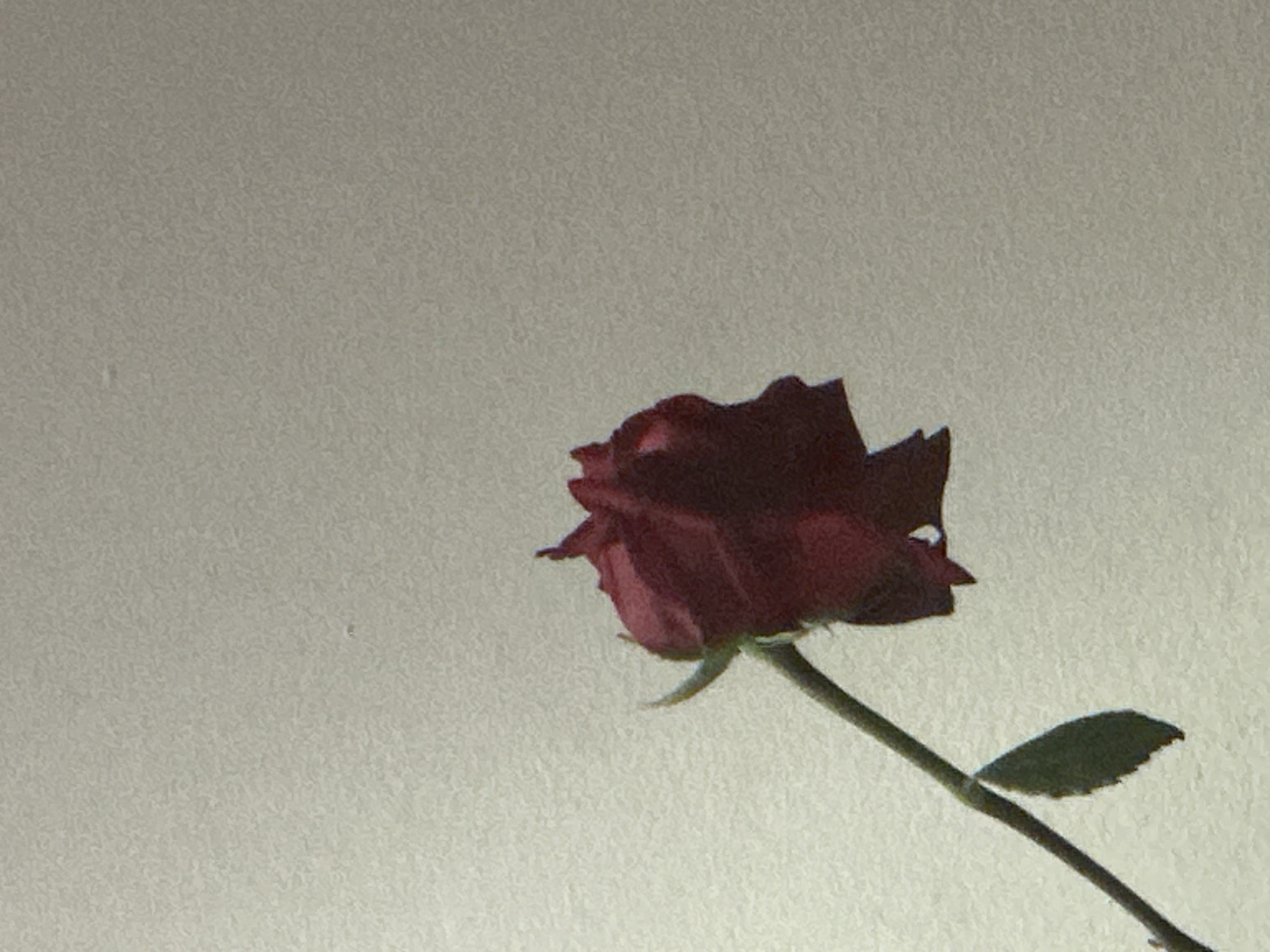 A single dark red rose with a green stem and one leaf is displayed against a light gray background. The rose is positioned in the lower right portion of the image. The stem extends diagonally from the bottom right corner towards the center, supporting the rose bloom. The rose appears to be slightly wilted. The background is a uniform, light gray color with a slightly textured surface. No people, other objects, or additional environmental details are visible. The location is not identifiable from the image.