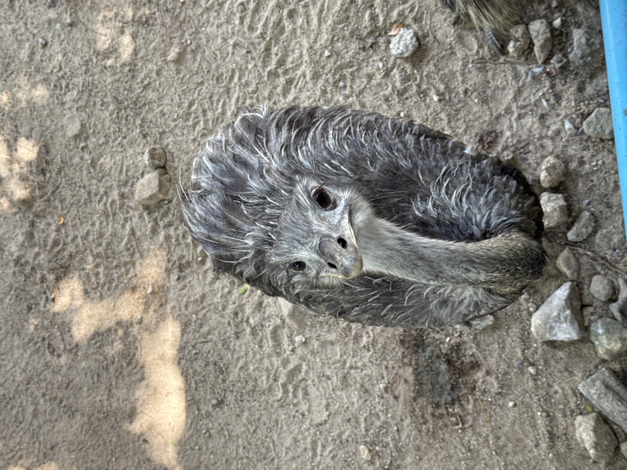 A close-up, overhead shot captures a young rhea chick standing on sandy ground littered with small stones and dirt. The chick, with its fluffy grey and white downy feathers, tilts its head upwards, looking directly at the camera. Its large, dark eye is visible, and its beak is pointed forward. The background is out of focus, showing more of the sandy environment. The overall impression is one of a curious and alert young bird in its natural habitat.