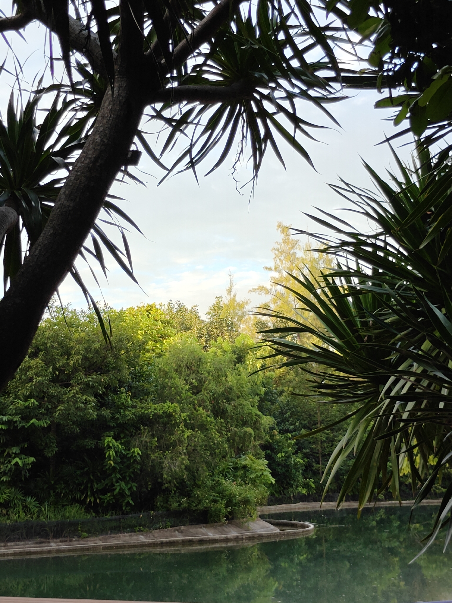 The image depicts a serene water feature surrounded by lush greenery, framed by the dark trunks and spiky leaves of trees in the foreground. The water, reflecting the surrounding foliage and the overcast sky, appears calm and still, with a gentle curve to its edge. Beyond the water, dense trees form a verdant wall, their leaves a vibrant spectrum of greens, punctuated by a few lighter, yellow-toned trees in the mid-ground. The sky above is a soft, pale blue with faint wisps of clouds, indicating either early morning or late afternoon light. The scene suggests a tranquil, natural setting, possibly a botanical garden or a well-maintained park within Mu Si, Thailand.