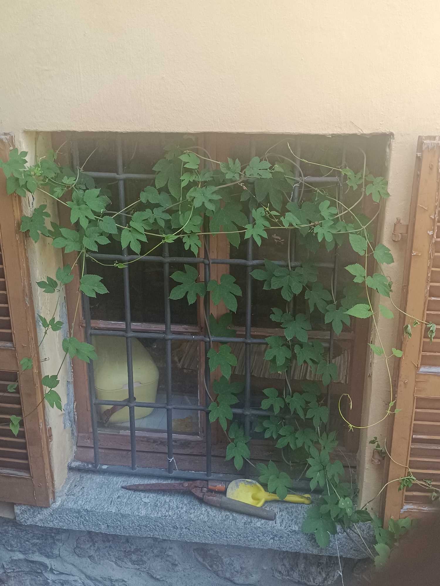 The image depicts a close-up view of a window with a metal grate and green vines growing over it. The window is set into a light-colored wall, and there are wooden shutters on either side, one of which is partially open. Below the window is a stone ledge where a pair of gardening shears and a yellow trowel are placed. Inside the window, a portion of a yellow object, possibly a bucket or container, is visible. The vines are lush and green, with multiple leaves and tendrils extending across the grate and frame. The overall scene suggests an outdoor setting, likely a residential building. The lighting indicates it is daytime, possibly late afternoon due to the warm tones. There are no people or animals visible in the image.