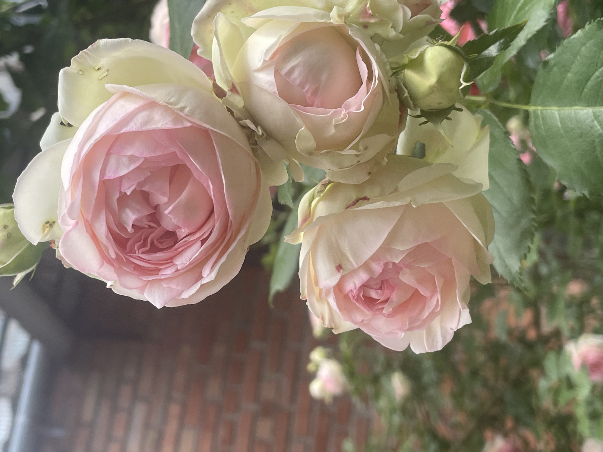 In an outdoor setting, possibly a garden or yard, a cluster of pale pink roses is in full bloom. The roses are large and multi-petaled, with delicate shading ranging from pale cream on the outer petals to a deeper pink towards the center. One rose at the top is partially visible, its petals tightly furled. Below it, two more roses are more fully open, revealing their intricate centers. A small, green rosebud is nestled amongst the blooms. The background is softly blurred, showing hints of more roses and lush green foliage. To the left, a portion of a red brick wall and a gray, textured surface, possibly a roof or overhang, are visible, suggesting the roses are growing near a building. The lighting suggests it is daytime. There are no people or animals present in the image.