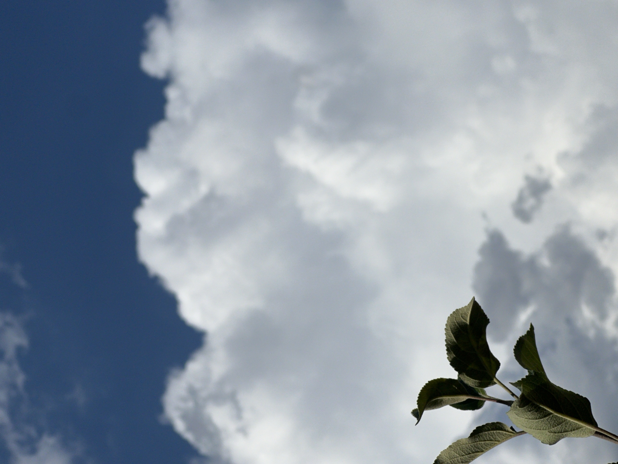 A close-up, low-angle shot captures a small branch with several dark green, textured leaves against a dramatic sky. The sky is divided, with a deep blue expanse at the top transitioning to heavy, white, and grey clouds that fill the majority of the frame. The leaves are in sharp focus in the lower left corner, their veins clearly visible, and the branch itself is a dark, slender stem. The image is devoid of human presence or any elements that would suggest a specific urban location like Kemin, Kyrgyzstan; it depicts a natural outdoor scene focused on the sky and foliage.