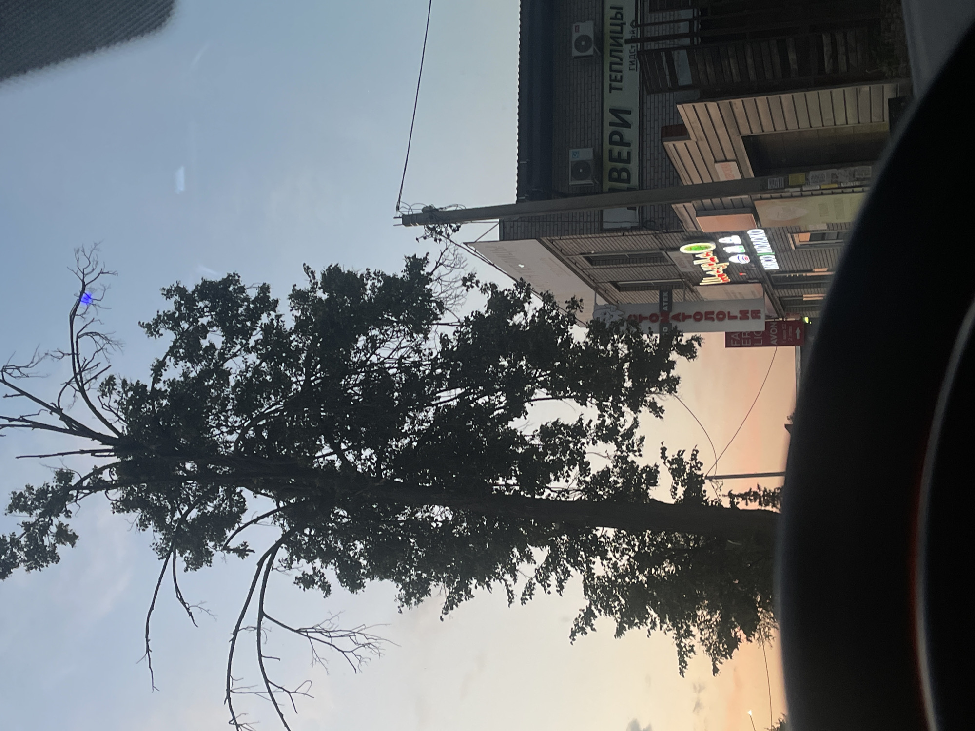 The image, taken in Votkinsk, Russia, captures a street scene at dusk. Dominating the frame is a tall, silhouetted tree with bare branches reaching towards a pale blue sky. To the right, a brick building houses several storefronts, indicated by illuminated signs. One prominent sign reads "ВЕРИ ТЕПЛИЦЫ" (VERI TEPLITSY), suggesting a business selling greenhouses. Below this, another sign says "ГИДРО" (HYDRO). Further to the left, a sign in white and green neon text displays "ПАРТИЯ" (PARTIYA), likely a political party or a restaurant name. Beneath it, a sign in Russian indicates "МИСО МОЛОКО" (MISO MOLOKO), possibly a dairy product store or cafe. Another vertical sign to the left reads "СТОМАТОЛОГИЯ" (STOMATOLOGIYA), meaning dentistry. A red and white sign reads "FA ER LIG" and below it "AVON". Electrical wires and poles are visible, connecting to the buildings. The foreground is obscured by a dark, curved object, likely the dashboard or steering wheel of a vehicle from which the photo was taken. The overall atmosphere is calm, with the soft evening light casting long shadows and highlighting the illuminated signs.