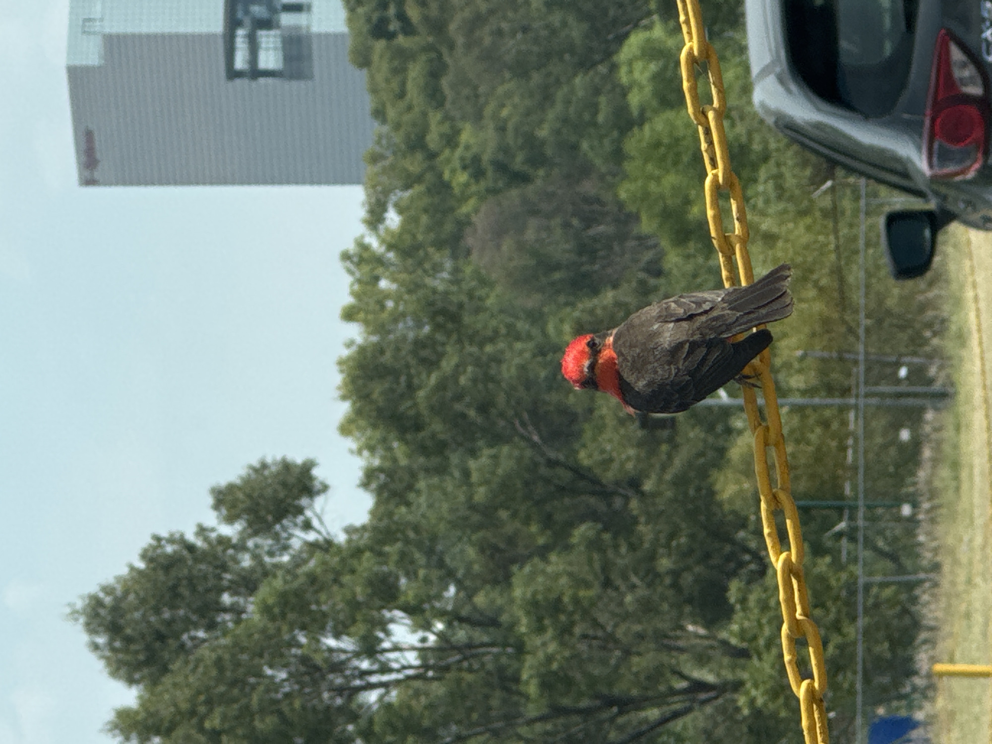 A vermilion flycatcher rests on a yellow swing chain, in Puebla, Mexico. The bird has a red head and breast, and dark grey wings. A car is visible to the upper right of the image, and a building is in the background, near the upper left of the scene. Trees and a grassy field are visible in the background, behind the bird and the swing. The sky is light blue.