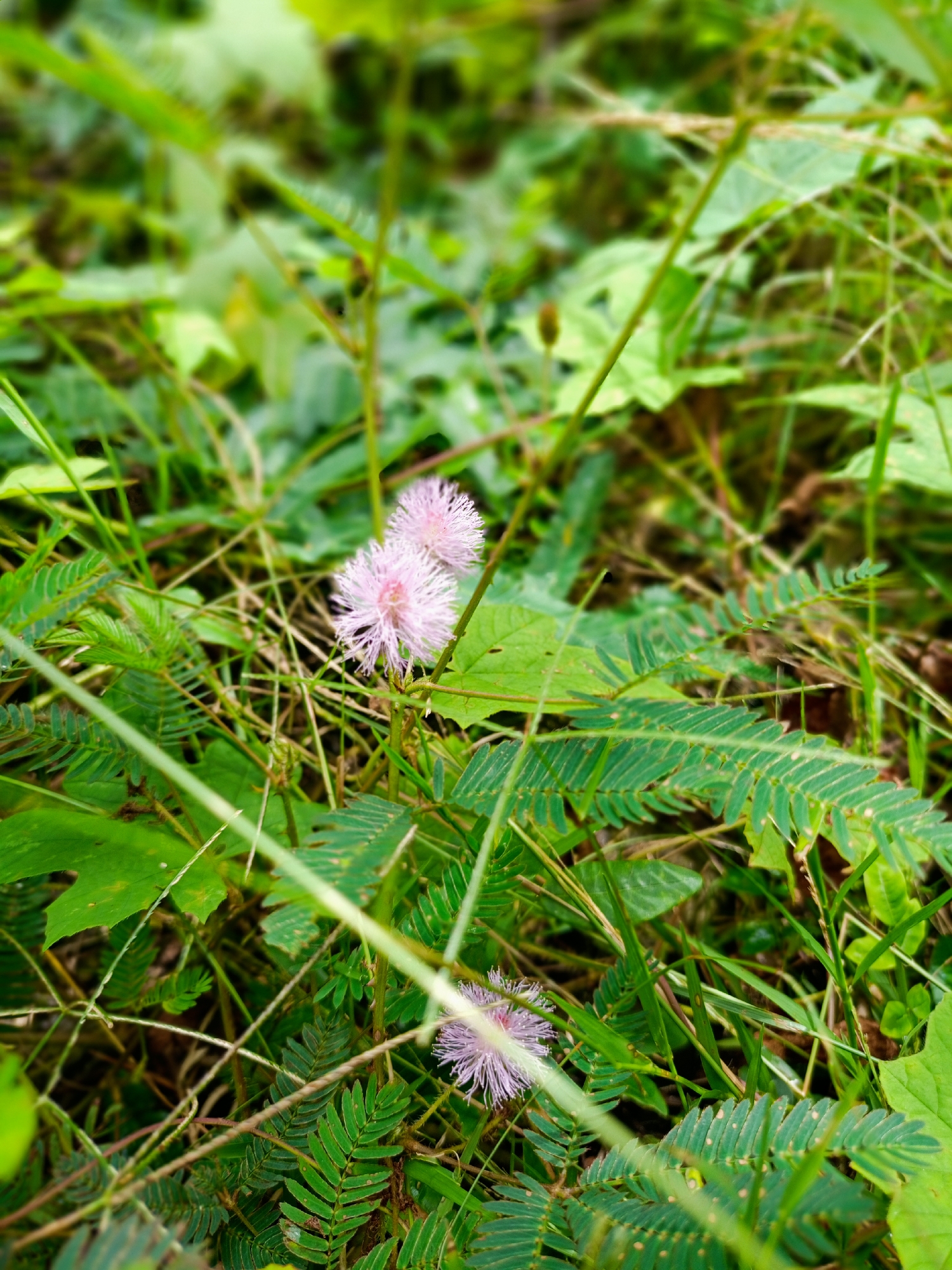 The image shows a ground-level view of vegetation, including Mimosa pudica flowers, also known as sensitive plants. Three round, light purple/pink flowers are visible amongst a dense mix of green leaves, ferns, and grasses. The plants are in a natural, uncultivated setting with brown stems visible. The photograph was taken in the city of Buketteukuh, Indonesia.
