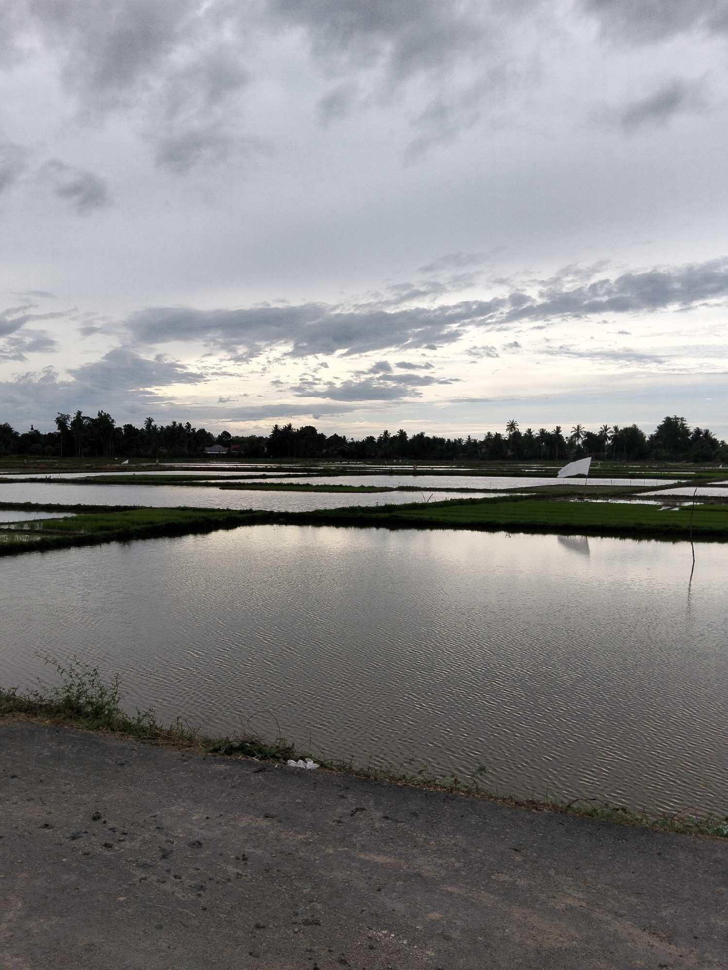 The image depicts a serene landscape of flooded rice fields under a cloudy sky. In the foreground, a rough, asphalt road runs diagonally from the bottom left corner, bordered by sparse vegetation. The main subject of the image is the expansive, reflective surface of the flooded fields, which are divided into rectangular plots. Some plots are covered in shallow water, creating a mirror-like effect that reflects the overcast sky. Other plots are lush with green rice seedlings. In the middle ground, a distant line of trees and palm trees forms the horizon, with a few scattered buildings visible amongst them. A white, tent-like structure is partially visible in one of the rice fields. The overall atmosphere is calm and overcast, suggesting it might be dawn, dusk, or a cloudy day. The location is identified as Mesjid, Indonesia, which is consistent with the tropical vegetation and agricultural landscape. There are no people visible in the image, and no overt actions or interactions are taking place. The scene is a typical agricultural vista of a rural area.