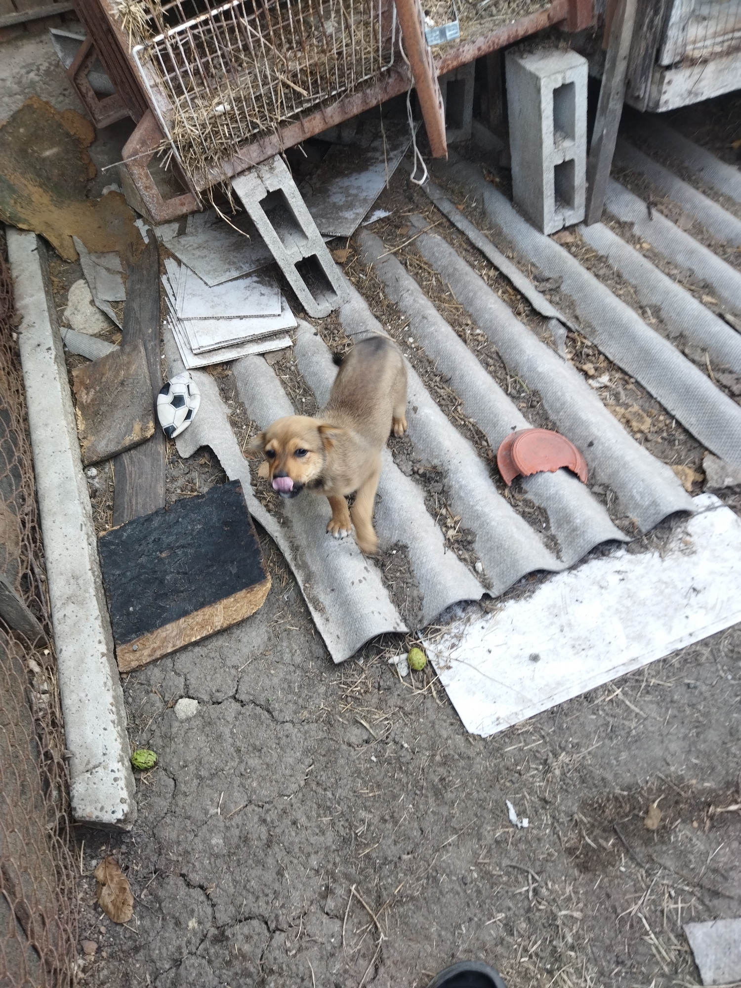 The image depicts a cluttered outdoor scene, possibly a yard or an abandoned area, with a young brown puppy as the central subject. The puppy is standing on corrugated roofing material, with its tongue sticking out. Scattered around the puppy are various objects including a deflated soccer ball, a broken red plastic lid, pieces of wood, concrete blocks, and dried grass or straw. The ground appears to be dry earth with cracks. The background shows a rusty metal cage-like structure filled with straw. The overall environment suggests disarray and neglect. The location is identified as Costești, Moldova, but there are no specific landmarks visible to confirm this within the image itself.
