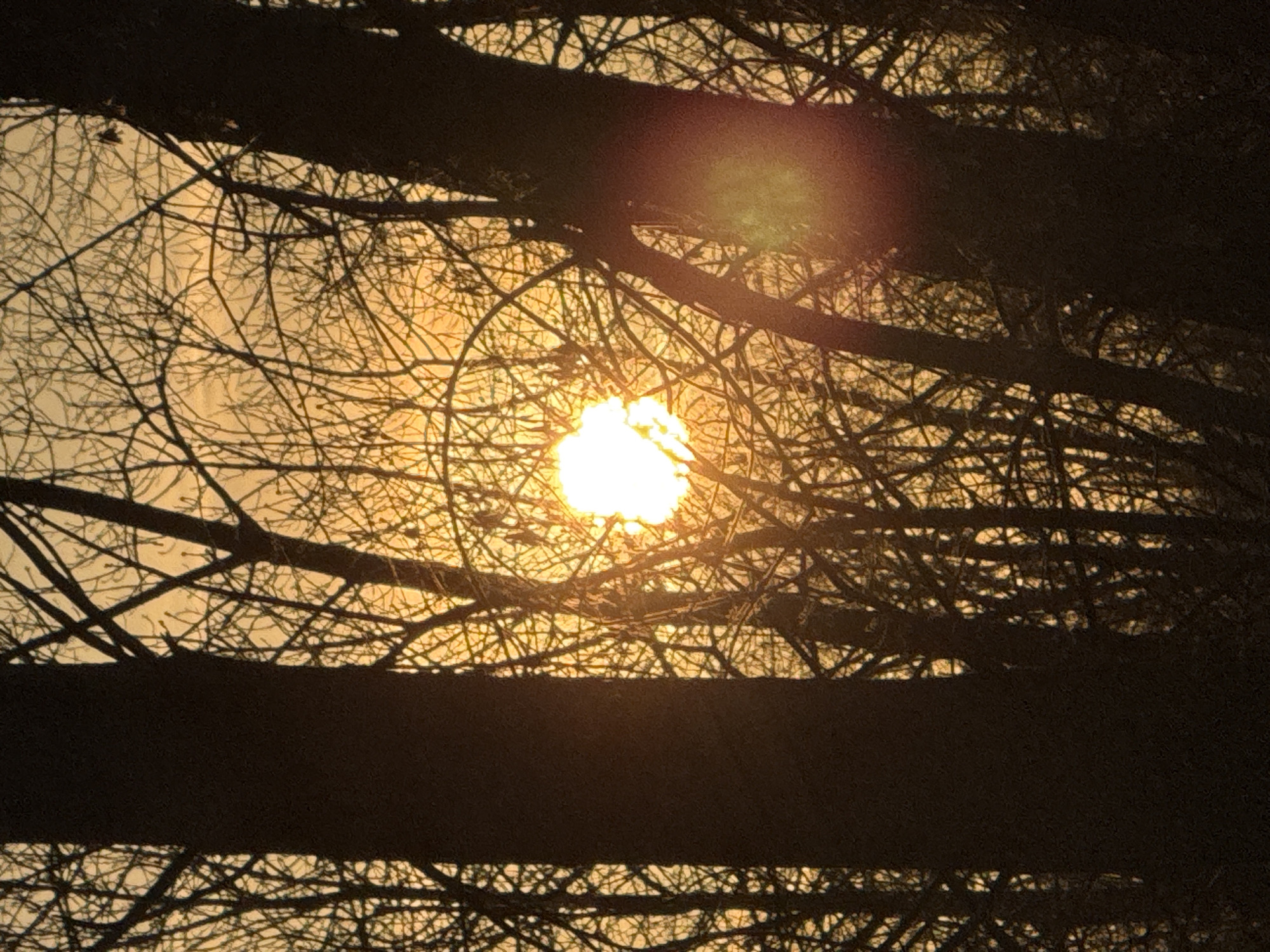 The image shows the sun, obscured by tree branches and limbs. The branches are silhouetted against the bright light of the sun, which appears as a round, bright spot in the center of the image. Some parts of the image are overexposed near the sun. The scene suggests a view looking upwards through the trees, possibly at dusk or dawn. The location of Chaikovsky, Russia is not evident from the image.