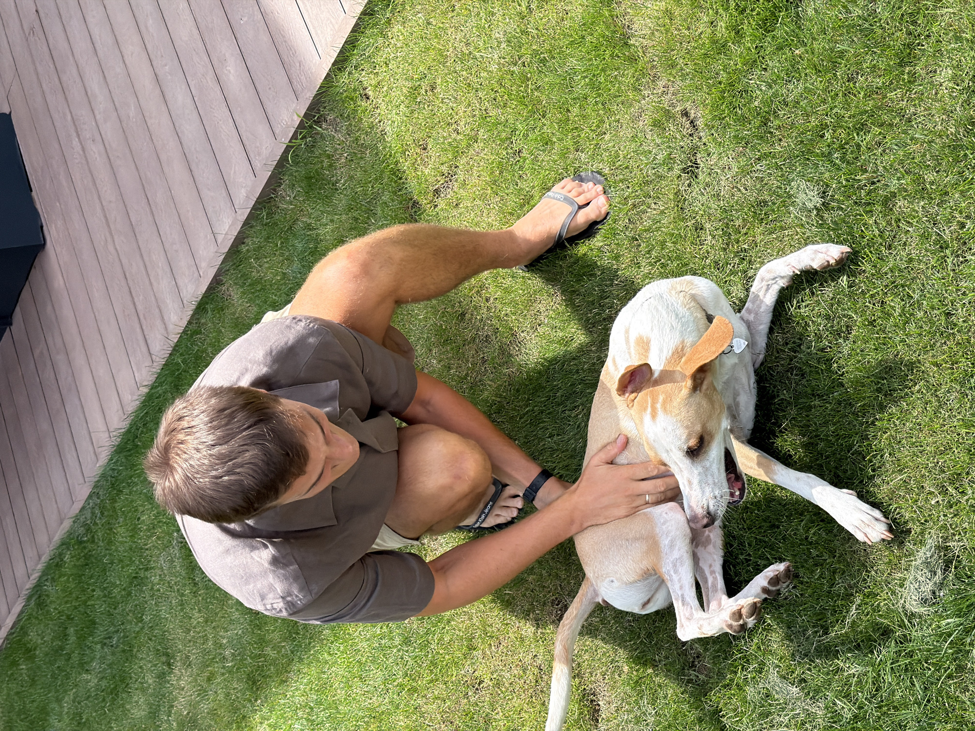 In this overhead shot, a person wearing a brown short-sleeved button-down shirt and grey shorts kneels on a grassy lawn. They are wearing black flip-flops. The person is interacting with a light-colored dog with brown markings, which is lying on its side on the grass. The dog appears to be a whippet or similar sighthound breed. The person's right hand is on the dog's chest, and their left hand is near the dog's hindquarters. The dog's mouth is open, and its tongue is visible.
To the left of the frame, a wooden deck is visible, suggesting an outdoor setting such as a backyard or patio. The lighting indicates it is daytime, with bright sunlight casting shadows on the grass. The overall mood appears relaxed and playful, with the person and dog enjoying each other's company. The scene is set in Bistrica, Montenegro. On the person's flip-flops, the text "CALVIN KLEIN JEANS" is visible.