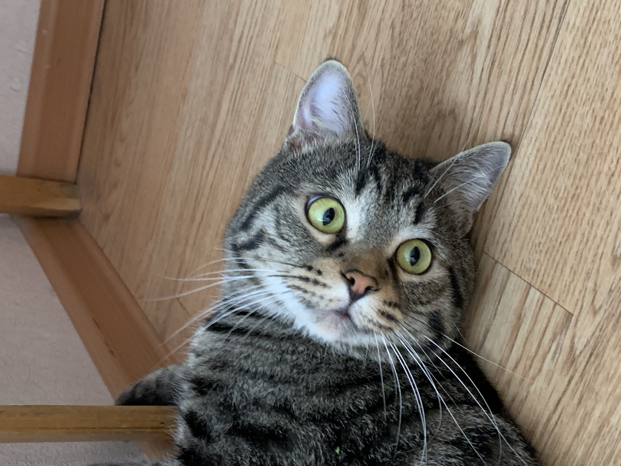 A gray tabby cat with green eyes lies on a light brown wooden floor. The cat's head is tilted, and it's looking up at the camera. Part of a wooden structure, possibly a chair or staircase, is visible in the upper left of the frame. No people are visible. There is no indication of the image being taken in Stavropol, Russia.