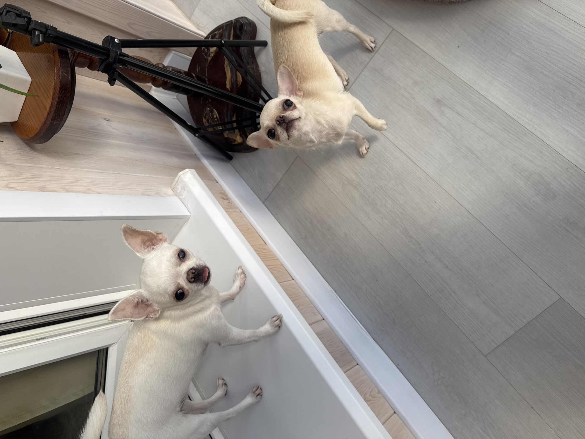 The image depicts two Chihuahuas, one white and one fawn, indoors. The white Chihuahua is positioned on a white ledge against a light-colored wall with wood paneling. It is facing the camera with its tongue slightly out. The fawn Chihuahua is on a light grey wood-plank floor, looking upwards towards the camera. Behind the fawn Chihuahua, a dark brown wooden pedestal with a dark metal tripod structure on top is visible. The background suggests an indoor setting with a window on the left and wood-paneled walls. The overall impression is a casual, domestic scene. The image is not verifiable to be from Novosibirsk, Russia.