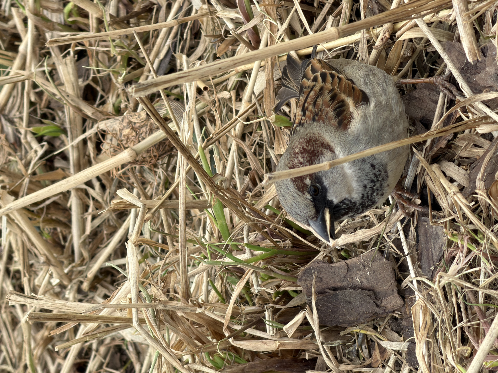 A deceased male house sparrow (Passer domesticus) lies amidst dry grasses and plant debris, possibly in a field or garden setting, presumably near Moscow. The bird is positioned on its side. Its head, with dark markings around the eye and throat, faces toward the lower right. The wings exhibit a pattern of brown and black feathers. The feet are visible but partially obscured. Plant litter, twigs, and small fragments of bark are scattered throughout the scene. There are also a few green blades of grass visible.