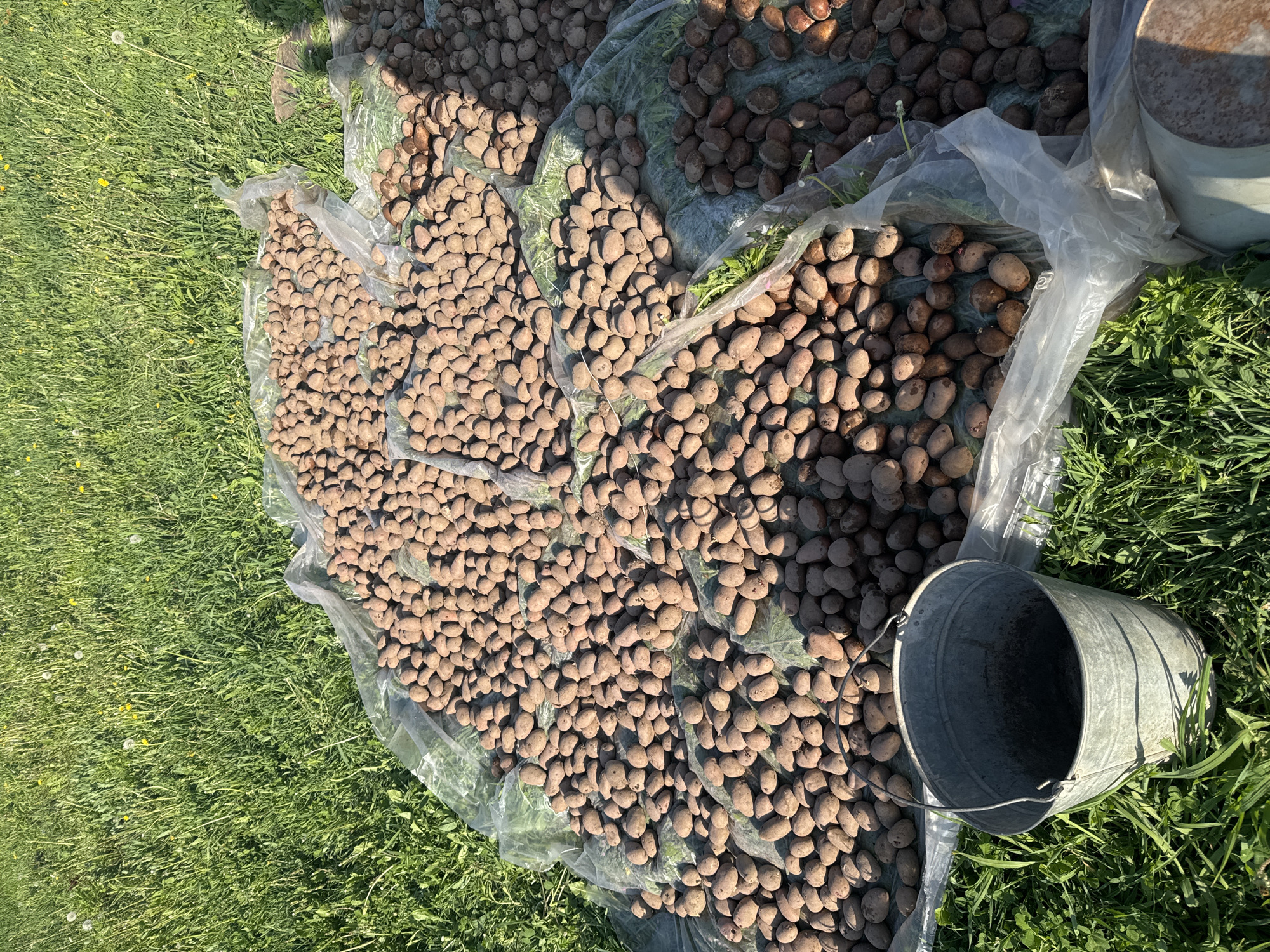The image shows a large quantity of freshly harvested potatoes drying on a clear plastic sheet laid on a patch of green grass. A metal bucket lies on its side next to the potatoes. The background consists of more potatoes and green grass. The scene is likely located in a rural or agricultural area, given the large amount of potatoes and the presence of grass. The location within the city of Malinovo, Russia, cannot be confirmed from the image alone. No people are visible in the image.
