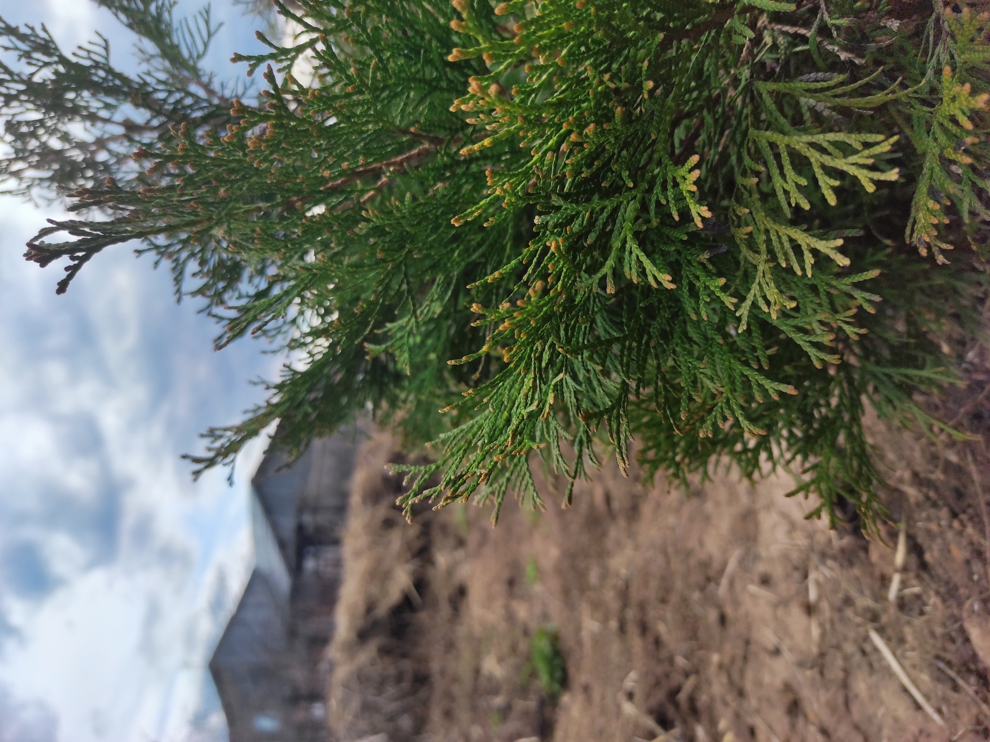 The image depicts a close-up view of a green coniferous shrub, possibly a cedar or juniper, with small brown cones or buds visible amongst the foliage. The background is blurred, suggesting a shallow depth of field. The sky with clouds is also visible in the background, along with blurry buildings. Below the shrub, the ground appears to be covered with dry, brown vegetation or soil. The location is Ольховка, Russia, based on the prompt.