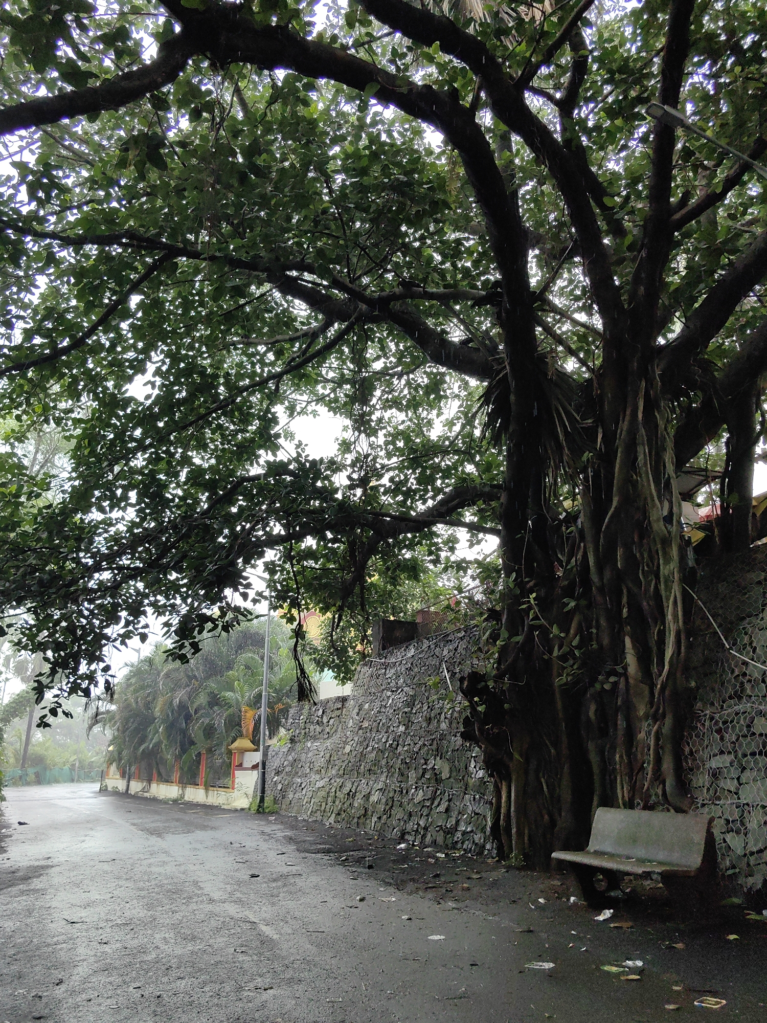 The image depicts a wet, paved road curving to the left, bordered by a rough stone wall on the right. A large, old tree with exposed roots dominates the right side of the frame, its branches extending over the road. A concrete bench sits at the base of the tree. Beyond the wall, palm trees and other foliage are visible, suggesting a tropical or subtropical environment. The overall scene appears to be a quiet street, possibly on the outskirts of a city, with the wet conditions indicating recent rain. The presence of a street lamp at the end of the road suggests it is a public thoroughfare. The stone wall may be a retaining wall, common in hilly or uneven terrain. The age and size of the tree imply it has been a prominent feature of this location for a considerable time. The lighting is diffused, consistent with an overcast or rainy day. There are no people visible in the image. The scene is devoid of any specific landmarks that would definitively place it in Mumbai, India, though the type of vegetation and the road conditions are consistent with many areas in and around the city.