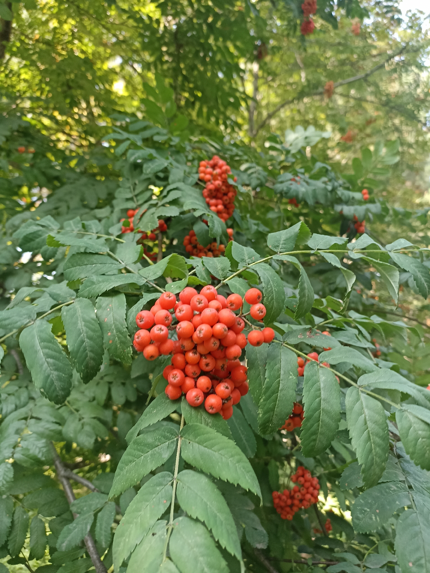 The image depicts a close-up view of a Rowan tree (Sorbus aucuparia) branch laden with clusters of bright orange-red berries. The berries are small, round, and densely packed on the branches, creating a vibrant visual contrast against the backdrop of green foliage. The leaves of the Rowan tree are compound, meaning each leaf is made up of multiple smaller leaflets arranged along a central stem. These leaflets are elongated with serrated edges, and they are a deep green color, indicating healthy growth. Sunlight filters through the canopy, creating dappled lighting effects on the leaves and berries. The background consists of more foliage and branches, suggesting the tree is part of a larger wooded area or park. The perspective is from below, looking upwards into the tree. The image does not contain any people or discernible urban elements, suggesting it was taken in a natural or park-like setting. Given the absence of specific landmarks or any visual cues relating to Novosibirsk, Russia, it is not possible to determine the precise location within the city from this image alone.