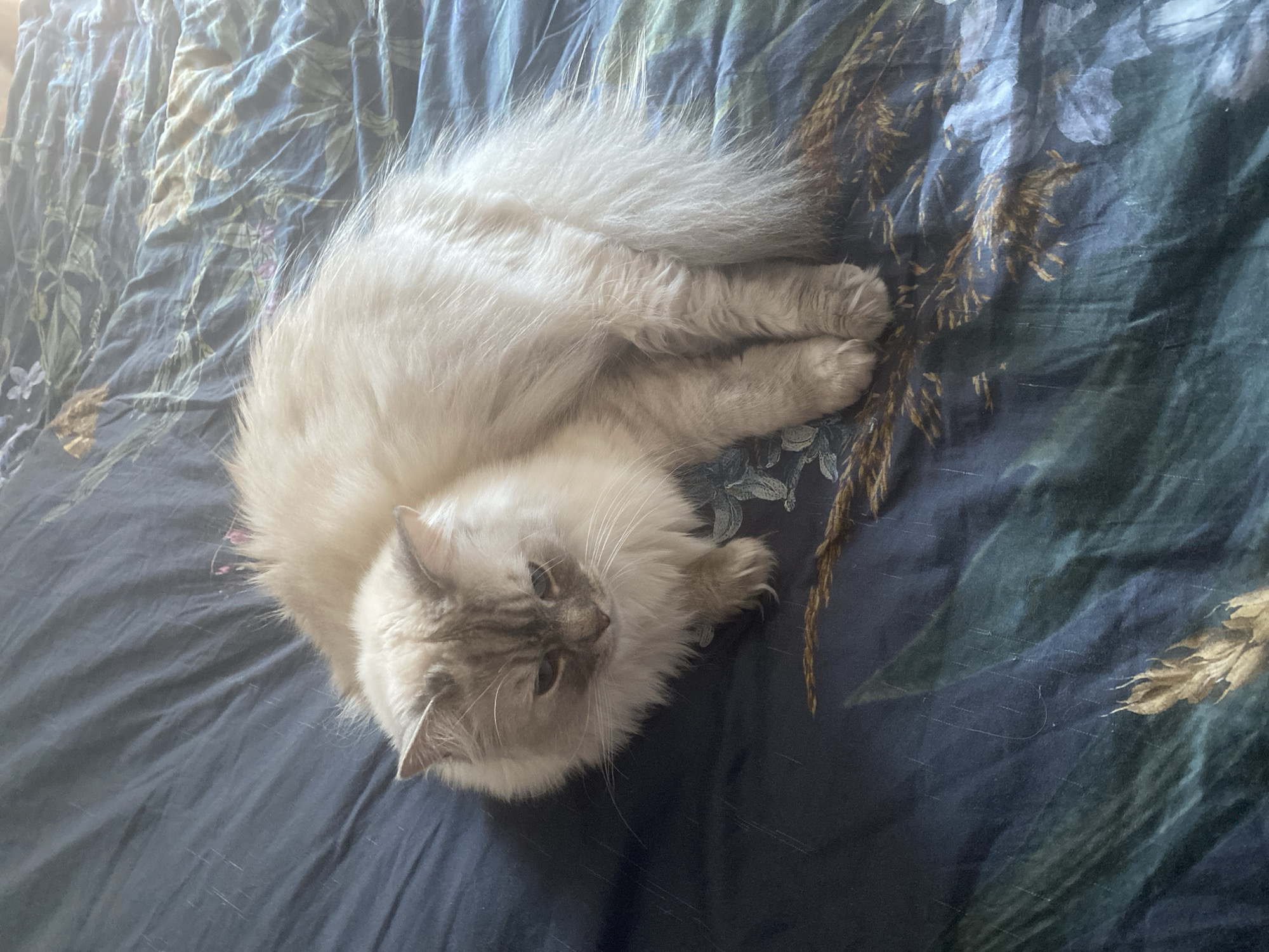 A fluffy, cream-colored cat with grey markings on its face is curled up on a dark blue comforter with a floral and botanical pattern. The comforter has a textured appearance with visible creases and folds. The cat's eyes are partially closed, and its head is lowered. The scene is indoors, likely on a bed. There is no indication of the city of Hildesheim, Germany in the image.