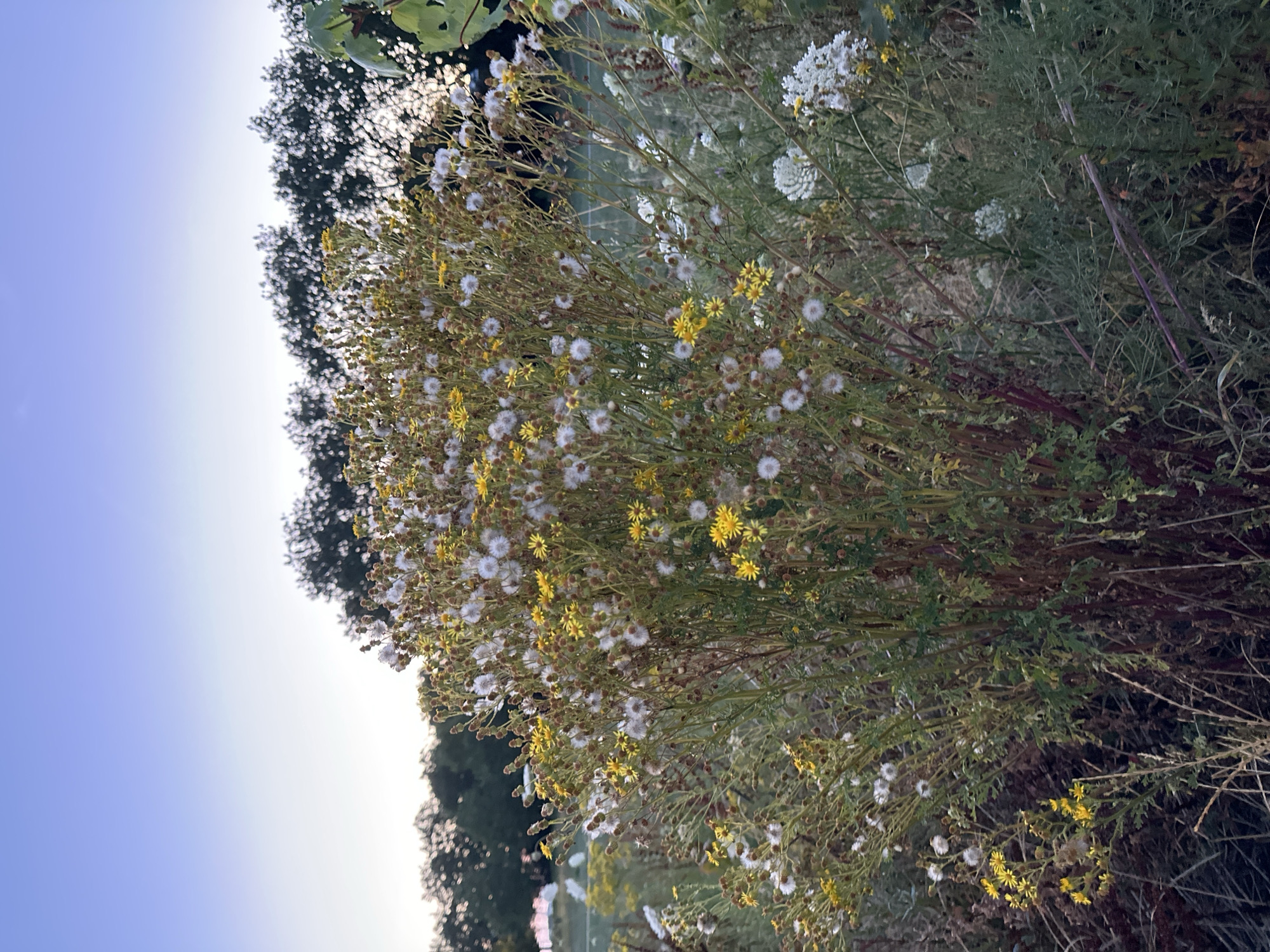 The image shows a dense cluster of wild plants with small yellow and white flowers, some of which have gone to seed and appear as fluffy white balls. The plants are in a natural setting, with trees visible in the background under a pale blue sky at dusk. The scene appears to be an outdoor area, possibly a park or a field. Without further information, it is not possible to definitively determine the specific location in Krefeld, Germany.
