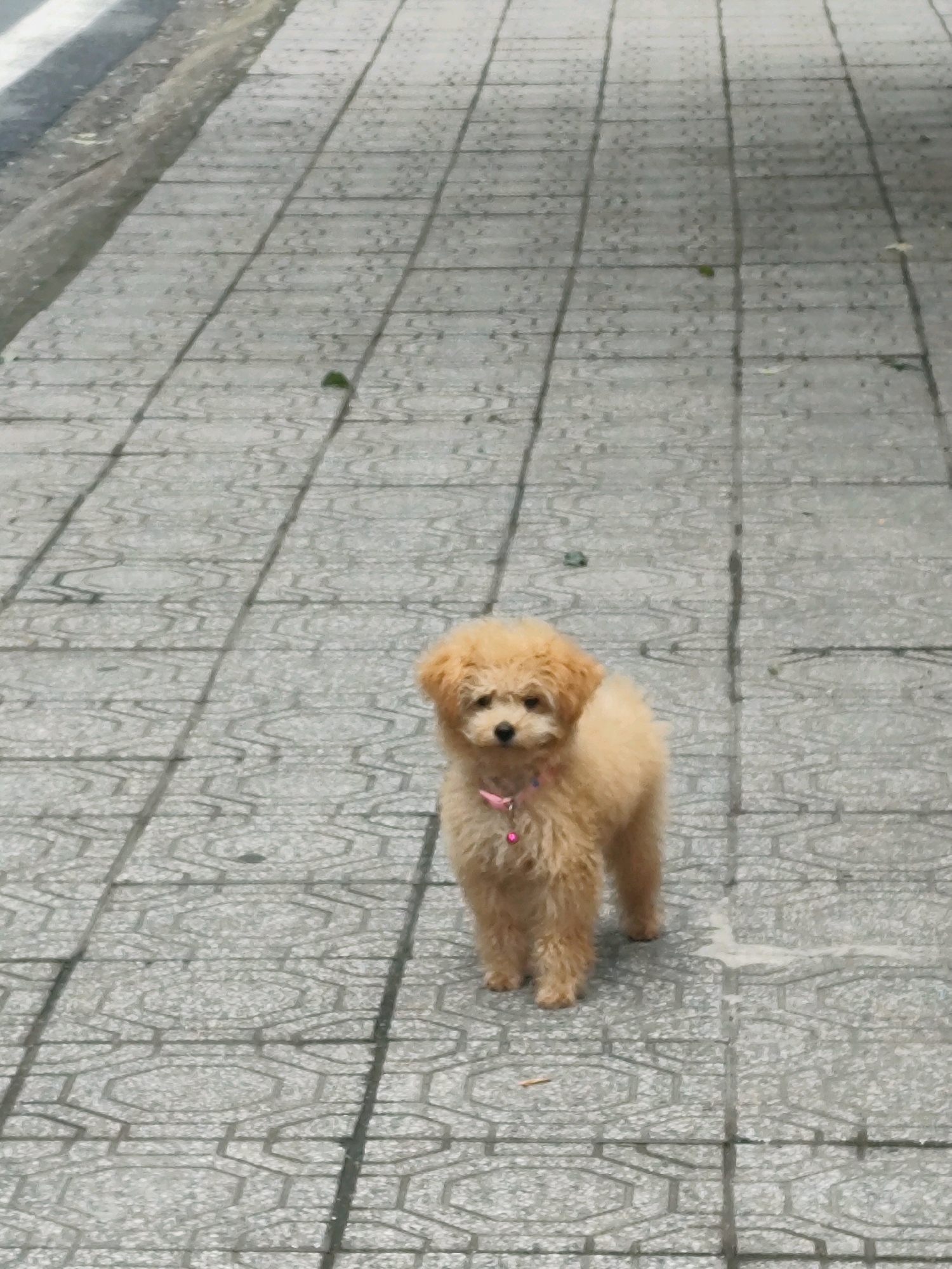 A small, light brown poodle stands on a patterned gray tile sidewalk. The dog is facing the camera and has dark eyes and a dark nose. It is wearing a pink collar with a small bell. The sidewalk is wet in places. The background shows more of the sidewalk, a curb, and possibly a street. The image appears to have been taken outdoors in Da Lat, Vietnam, a city known for its French colonial architecture and cooler climate.