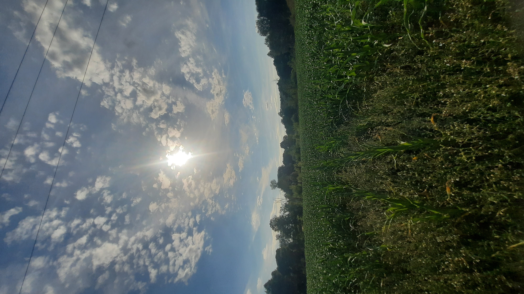 A low-angle, full shot captures a cornfield stretching towards a distant tree line under a bright, sunlit sky dotted with fluffy white clouds. The sun, positioned in the upper center of the frame, is a brilliant orb with visible rays. Three dark power lines stretch horizontally across the top of the image. The cornstalks are dense and green, with a path visible between rows in the foreground. The ground is covered with low-lying vegetation, appearing somewhat unkempt. The overall scene evokes a rural, agricultural setting.