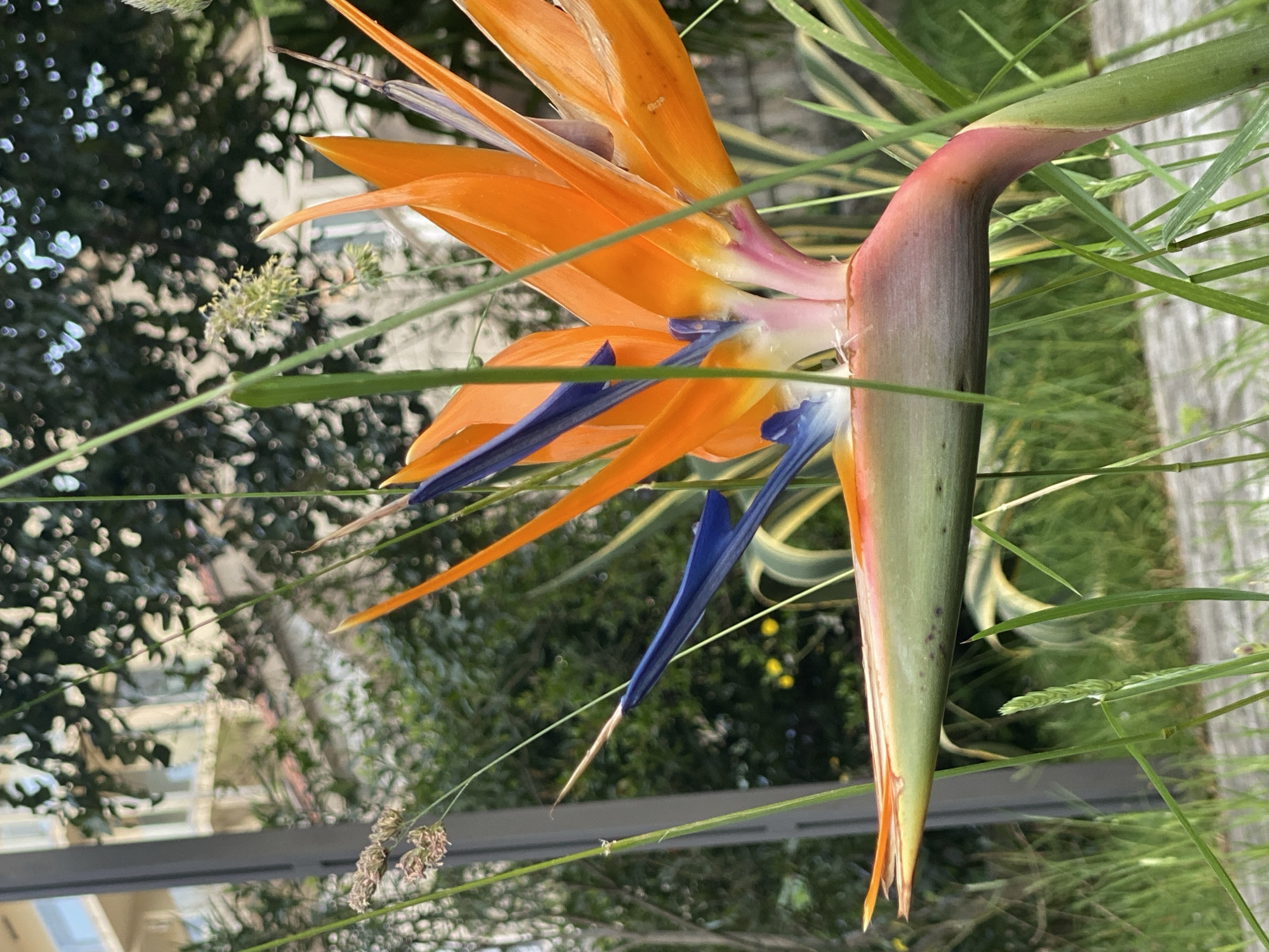 The image presents a detailed close-up of a vibrant Bird of Paradise flower (Strelitzia reginae) set against a soft, blurred background. The flower is oriented horizontally within the frame, showcasing its distinctive structure. Its prominent orange sepals fan out from a boat-shaped, purplish-green spathe, from which deep indigo-blue petals emerge, resembling a bird's head. The stem leading to the spathe transitions in color from green to a reddish-purple.
Slender green blades of grass and other foliage surround the flower, some crossing in front of it, contributing to a sense of depth. The background is rendered with a shallow depth of field, creating a bokeh effect. It reveals a mix of dark green, out-of-focus foliage, likely from trees or bushes, along with indistinct light-colored shapes that suggest parts of buildings or structures, possibly with reflective surfaces. This indicates an outdoor setting, potentially a landscaped garden or park within an urban or semi-urban environment.
The scene is brightly and evenly lit, suggesting daylight under clear skies, with no harsh shadows visible. There is no specific activity taking place, focusing solely on the natural beauty of the flower. No visible text is present in the image. The setting is located in Budva, Montenegro.