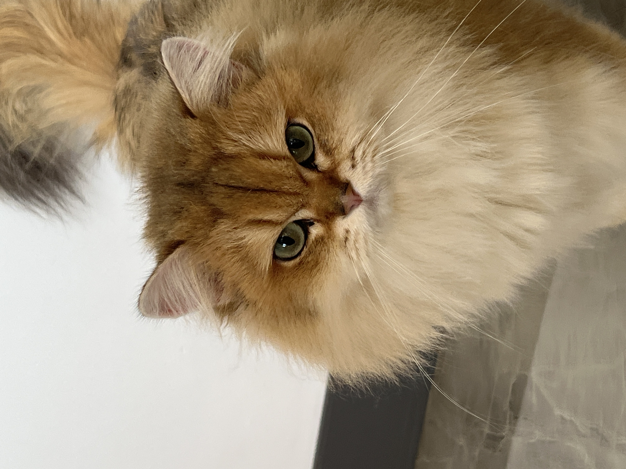 A close-up, head-on shot focuses on the face of a fluffy, golden-brown cat with piercing green eyes. The cat's fur is long and appears soft, with lighter cream-colored fur around its muzzle and chest. Its ears are visible, with the right ear slightly further back and tilted. The background is a plain, light-colored wall, with a dark horizontal line near the bottom of the frame, possibly indicating furniture or a change in surface. The floor beneath the cat is tiled with a marble-like pattern in shades of beige and grey. There are no people or other animals present in the image. The cat's expression is alert and direct, with a slightly furrowed brow. The lighting is soft and diffused, highlighting the texture and color of the cat's fur. The specific location of Aksu, Turkey, is not depicted in the image.