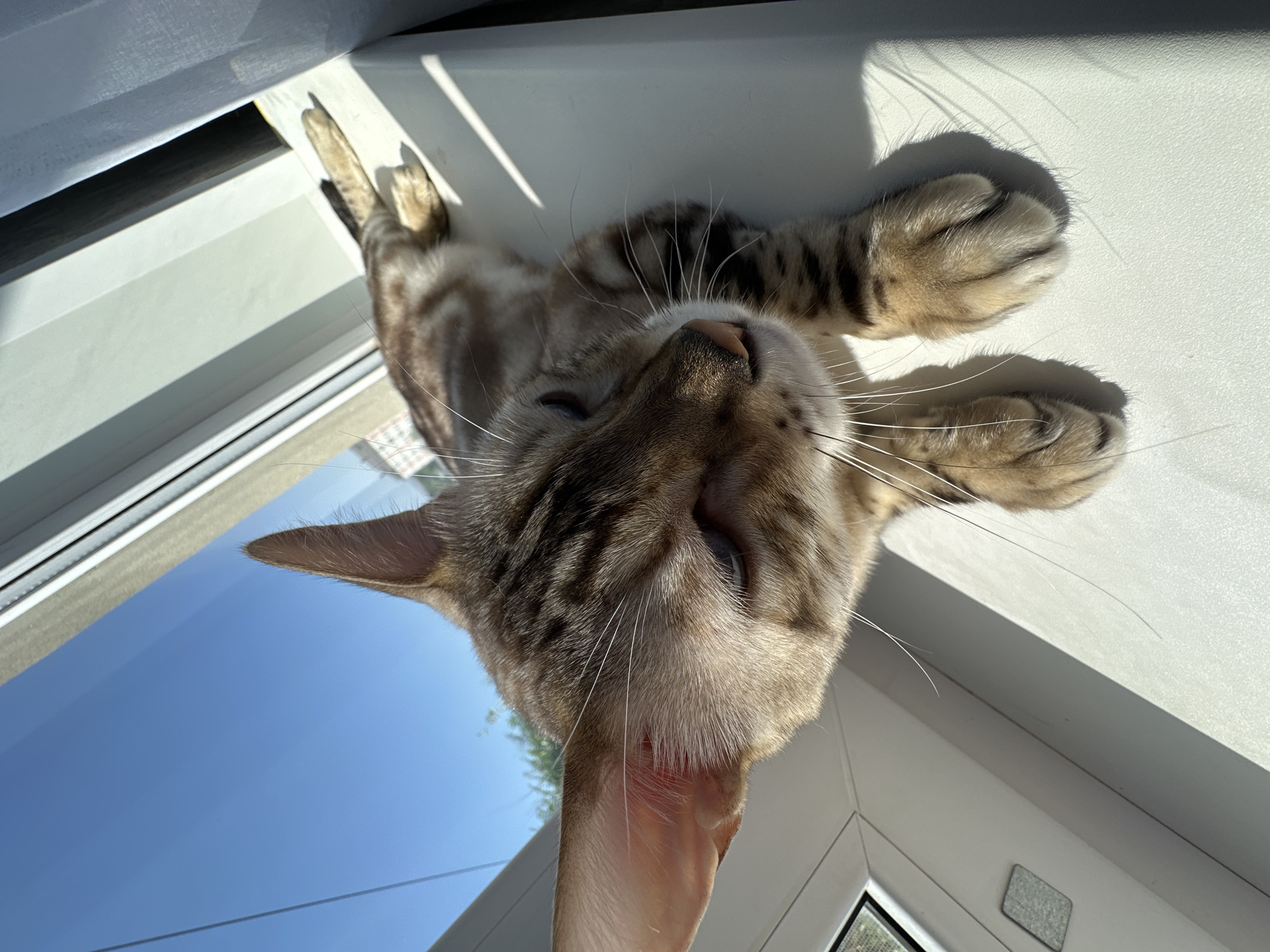 A domestic cat is lying on a white windowsill, basking in the sun. The cat has brown and black tabby markings and is facing towards the left of the frame. The background shows a clear blue sky and some foliage, suggesting an outdoor view. The lighting indicates it is daytime, with strong sunlight casting shadows on the windowsill. The image does not contain any elements that can be used to determine the specific location within the city of Energetik, Russia.