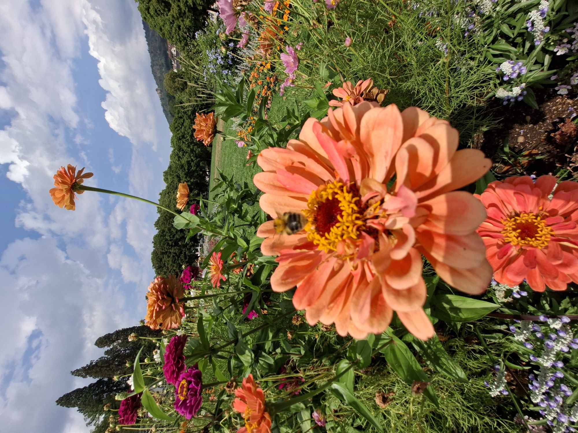 In Baden-Baden, Germany, a close-up shot captures a vibrant flower bed under a partly cloudy sky. The foreground is dominated by a large, peachy-orange zinnia flower with delicate, layered petals and a bright yellow center. A bumblebee, with its body clearly visible, is perched on this flower, actively engaged in collecting pollen. Behind this prominent bloom, a variety of other zinnias in shades of orange, pink, and magenta are visible, interspersed with lush green foliage and tall, slender grasses. In the background, a gently sloping hill is covered in a dense green forest, and the rooftops of buildings can be seen peeking through the trees. The overall scene is one of a well-maintained garden, bathed in natural daylight, conveying a sense of natural beauty and tranquility.