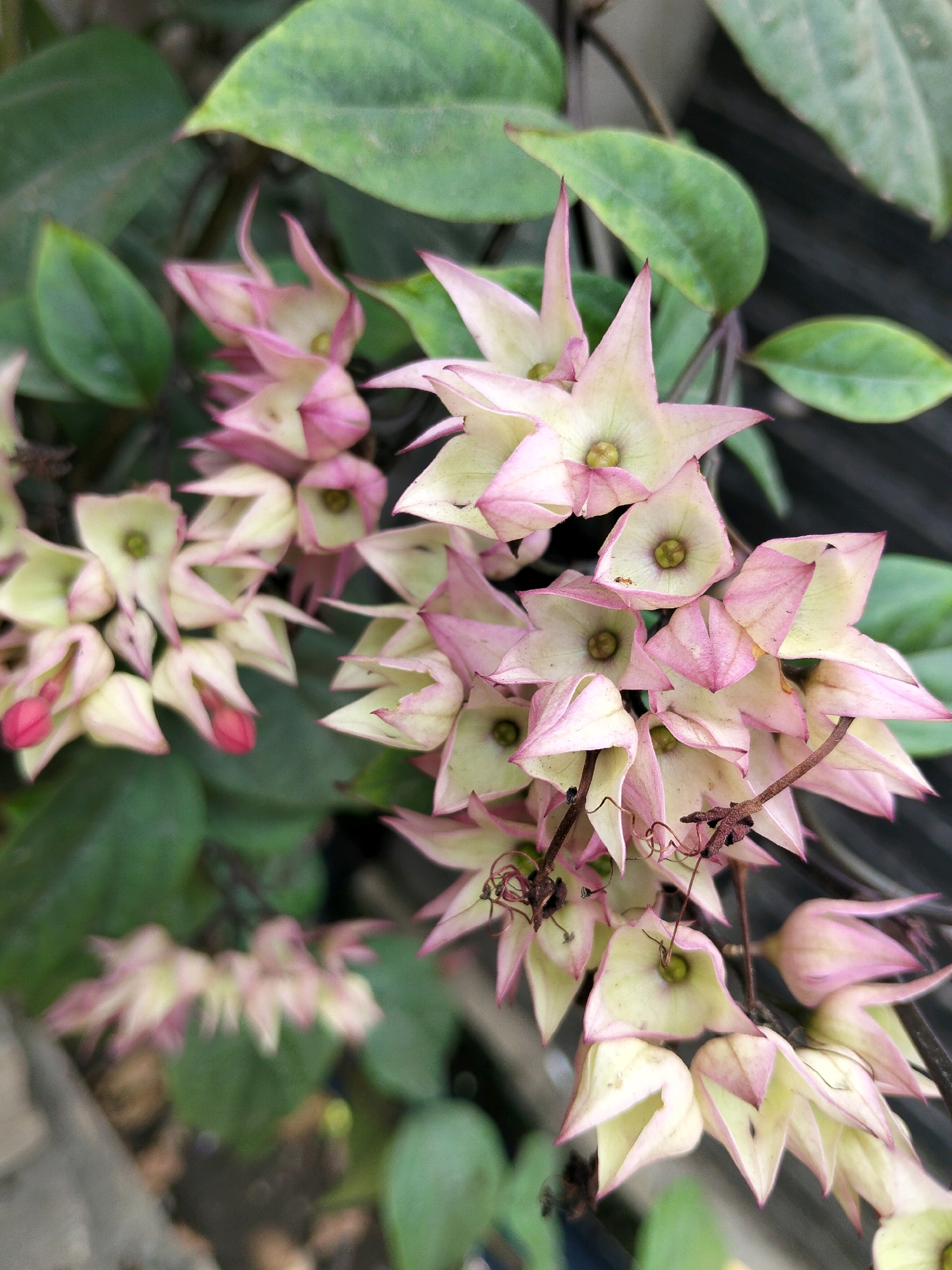 In Rajegmulya, Indonesia, a close-up shot captures a cluster of delicate pink and white flowers, likely bleeding hearts, blooming on a vine. The petals are a pale, creamy white with vibrant pink tips, forming a star-like shape. Some buds are a deeper, solid pink. The flowers hang downwards, with a few tendrils visible. The background is softly blurred, showing hints of green leaves and dark, possibly wooden, textures. The lighting is natural, casting a gentle glow on the blooms.
