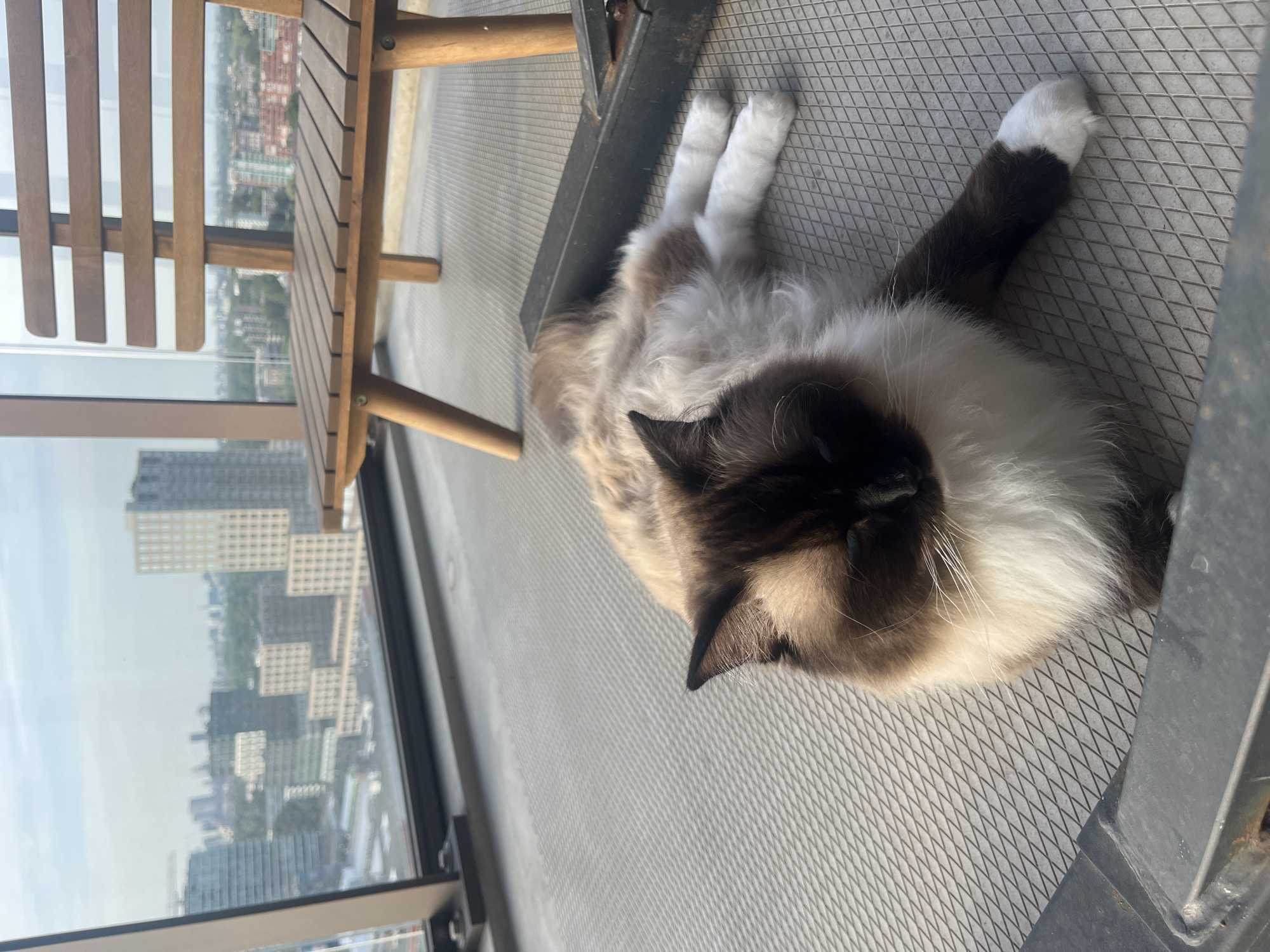 A fluffy Ragdoll cat is lying on a textured gray patio floor, facing the camera with its head turned to the side. The cat has dark brown points on its ears and face, with a white ruff around its neck and chest. Its paws are white. In the background, a wooden chair with horizontal slats is positioned to the right. Beyond the chair, a cityscape is visible through a large window, with various buildings of different heights and architectural styles. The sky above is hazy and light blue. The environment suggests an outdoor balcony or terrace in an urban setting.