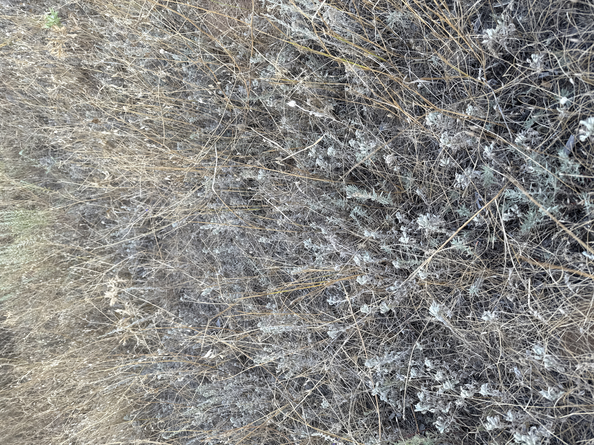 The image depicts a dry, overgrown field with a mix of brown, withered grass and sparse, grayish-green shrubbery. The vegetation is dense and appears uncultivated, with many thin, dry stalks crisscrossing each other. There are no visible people or animals. The lighting suggests it is daytime, but the overall impression is one of aridness and neglect. The environment is consistent with a rural or undeveloped area within the city of Orlovka, Russia, likely an unmanaged open space or field.