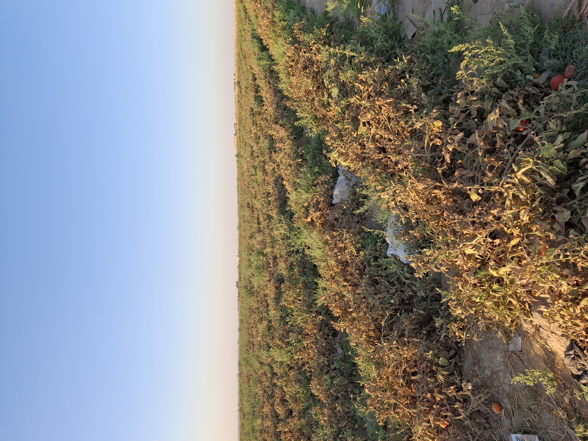 A wide shot captures a field of tomato plants with many dried and brown leaves, interspersed with some green vegetation. Ripe red tomatoes are visible on some of the plants, as well as on the ground. The field appears to be located in the city of Utmayli, Uzbekistan, as evidenced by the distinct arid landscape and the presence of what appear to be buildings in the distance. The sky is clear and blue, with a pale yellow gradient near the horizon, suggesting either dawn or dusk. Some white plastic debris is scattered among the plants. The ground is dry soil.