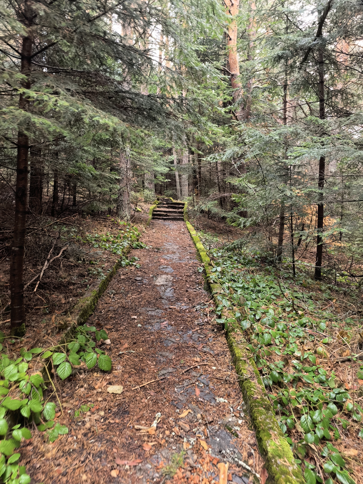 The image depicts a forest trail in an unknown location. The trail is bordered by moss-covered stone or concrete edges and is covered in fallen leaves and pine needles. A series of stone steps leads upwards through the forest. The environment consists of dense coniferous trees, with some smaller plants and shrubs growing along the edges of the trail. No people are visible.