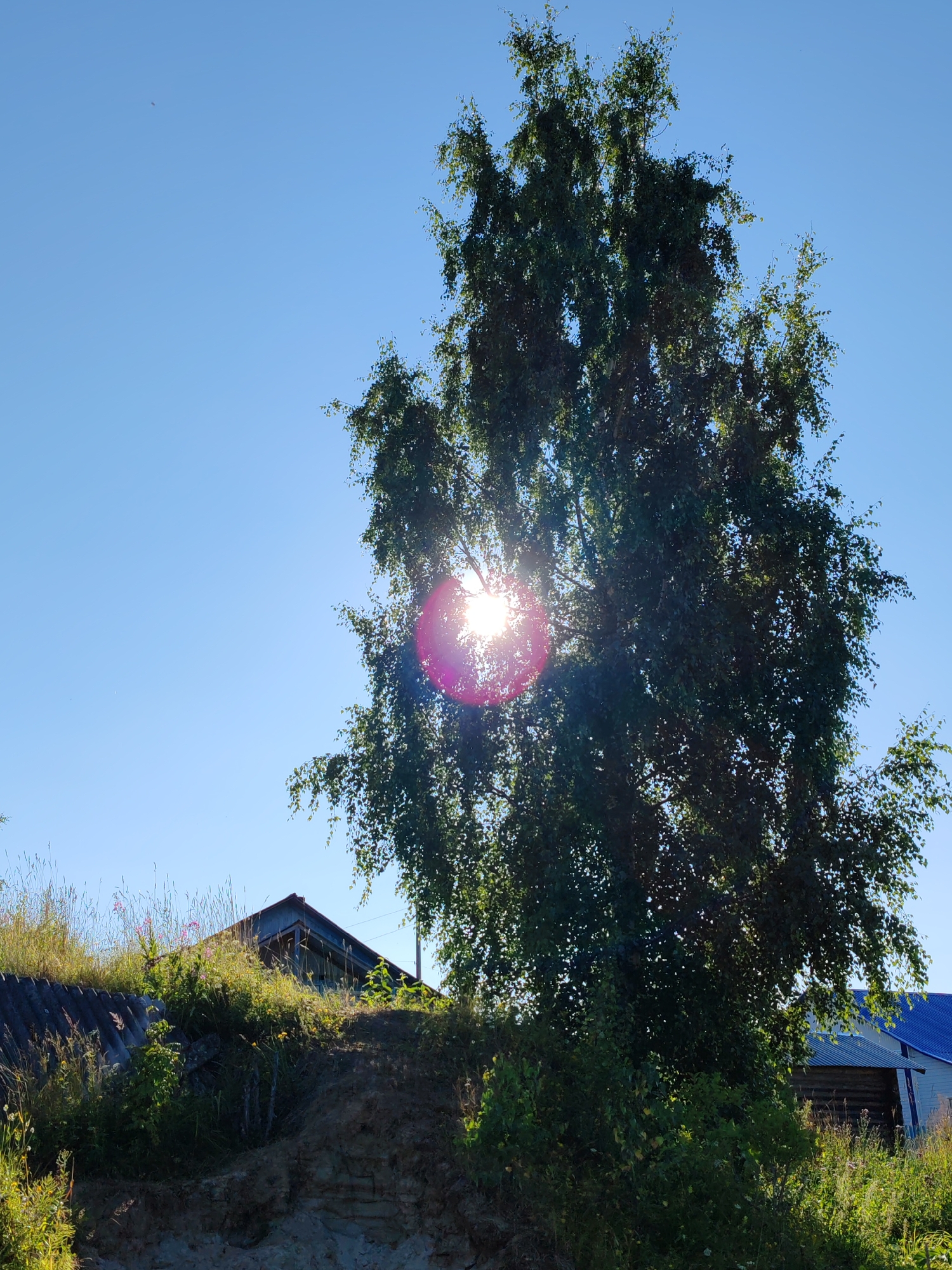 The image depicts a sun-drenched rural scene under a clear blue sky, likely in Chukhlem, Russia. A large birch tree with dense green foliage dominates the center of the frame, its leaves dappled with sunlight. The sun itself is partially obscured by the tree, creating a bright lens flare and a halo effect. In the background, a modest structure with a dark roof, possibly a house or shed, is visible on a grassy incline. Another building with a bright blue roof can be seen to the right, partially obscured by the tree and vegetation. The foreground features a rough, earthy embankment covered in dry grass and sparse vegetation. The overall impression is one of a warm, sunny day in a tranquil, possibly remote, setting. There are no people or animals visible in the image.