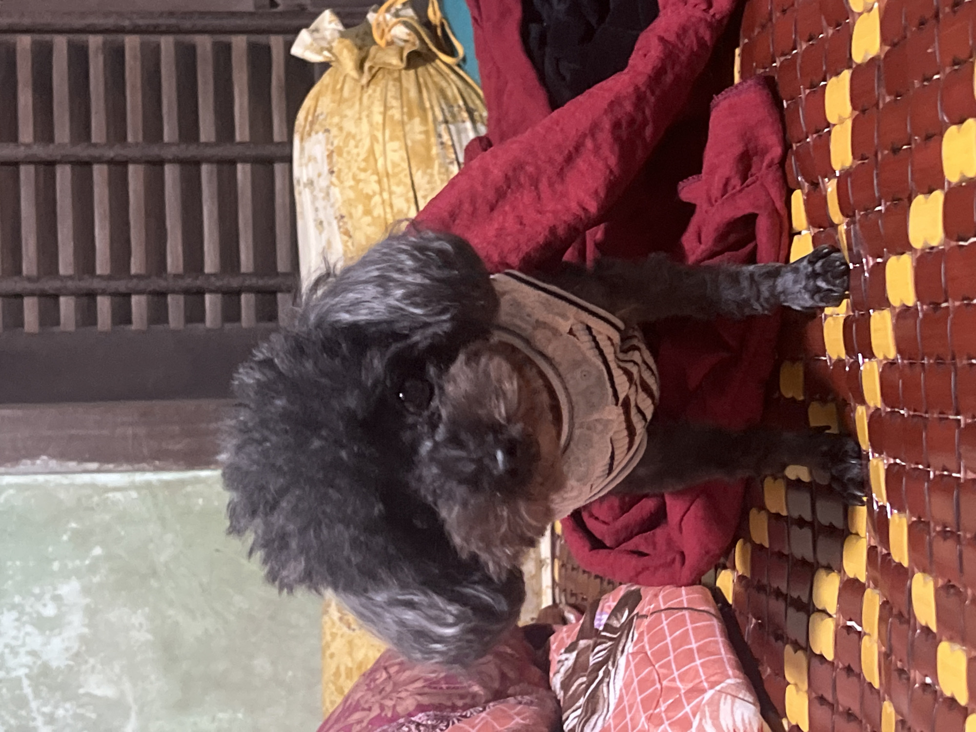 This vertical image captures a small, black, fluffy dog, possibly a poodle or poodle mix, looking towards the camera. The dog is wearing a light-colored, patterned garment or collar around its neck and chest.
The scene appears to be indoors in Bình An, Vietnam. The dog is positioned on or amidst various soft textiles, including a dark red fabric and a reddish-pink and white crisscross-patterned fabric. To the dog's right, a distinctive mat is visible, characterized by a grid pattern of alternating dark reddish-brown and yellow rectangular segments, resembling a traditional woven mat often found in Vietnamese homes. One of the dog's paws rests gently on this mat.
In the background, to the left of the dog, there is a wooden structure composed of horizontal and vertical slats, possibly a screen, furniture, or part of the wall. Beside this structure, a large, bunched item made of yellow fabric with a subtle floral pattern, tied at the top, can be seen. Below this, a portion of a greenish, textured wall or surface is visible. The lighting suggests an indoor setting, and the dog has a calm, observant expression. There is no visible text in the image.